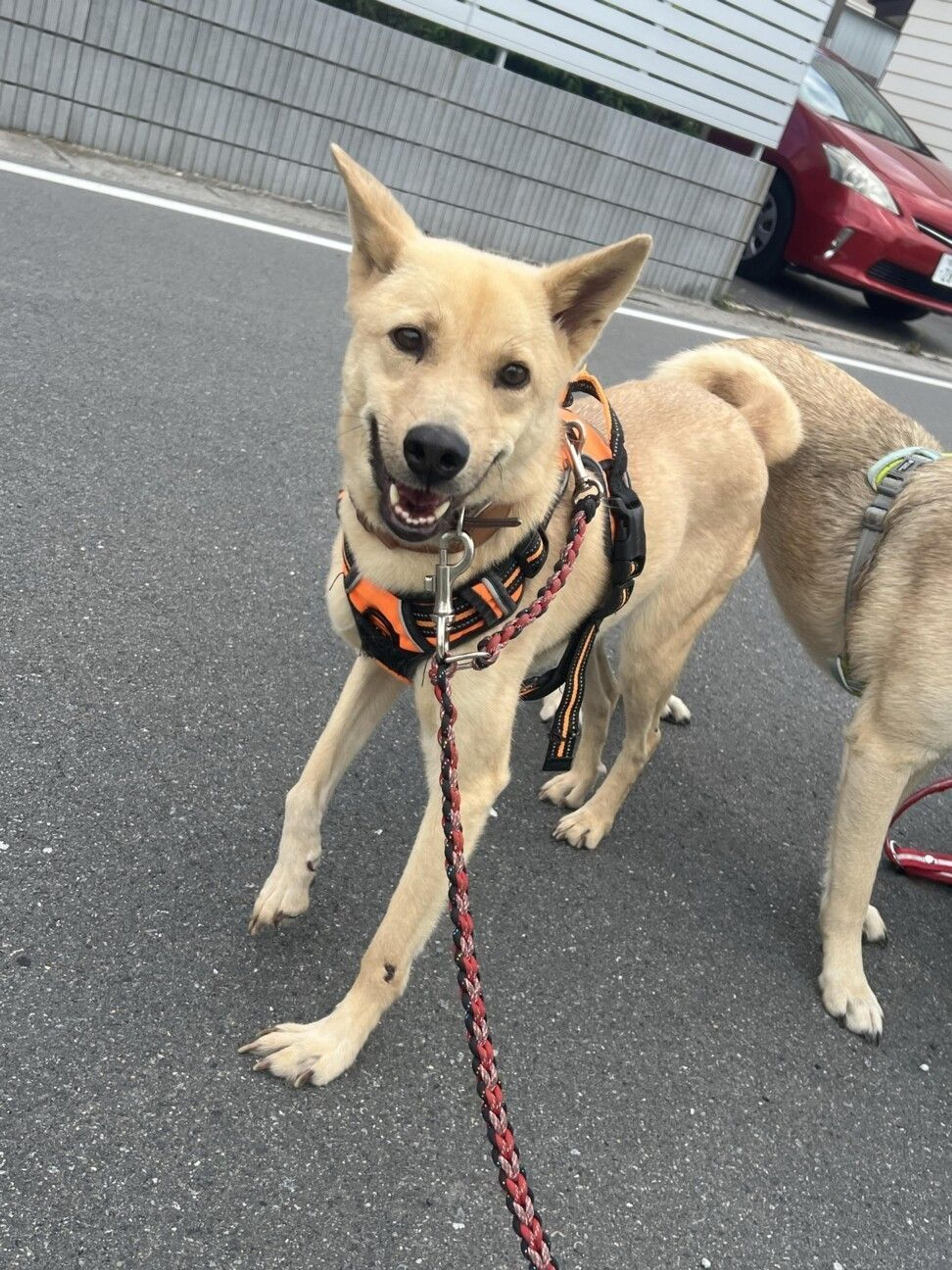 pet-image-3