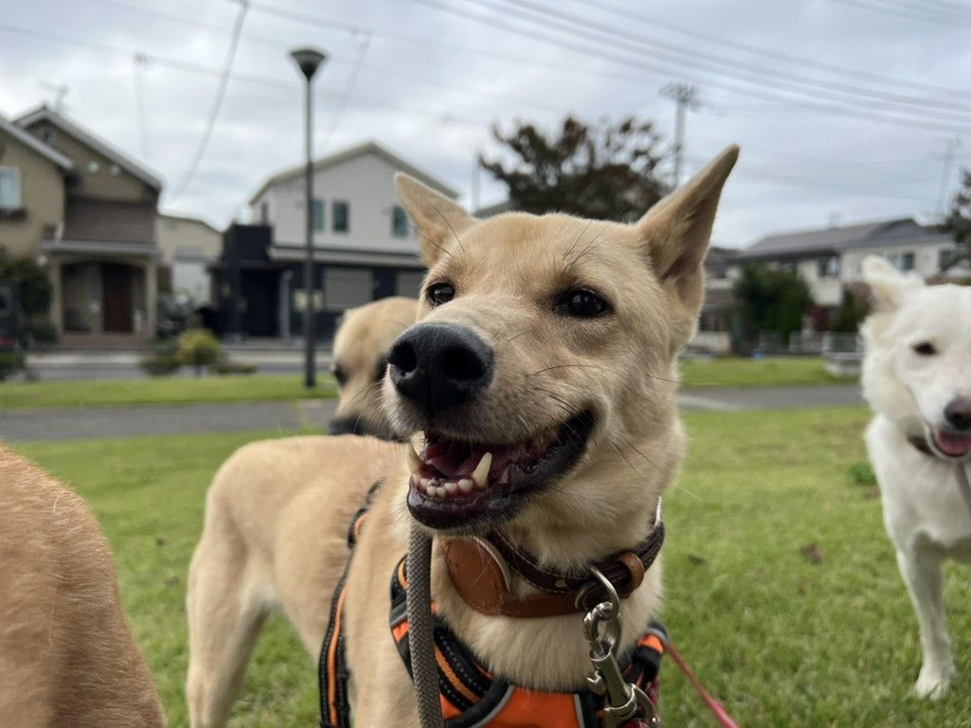 pet-image-4