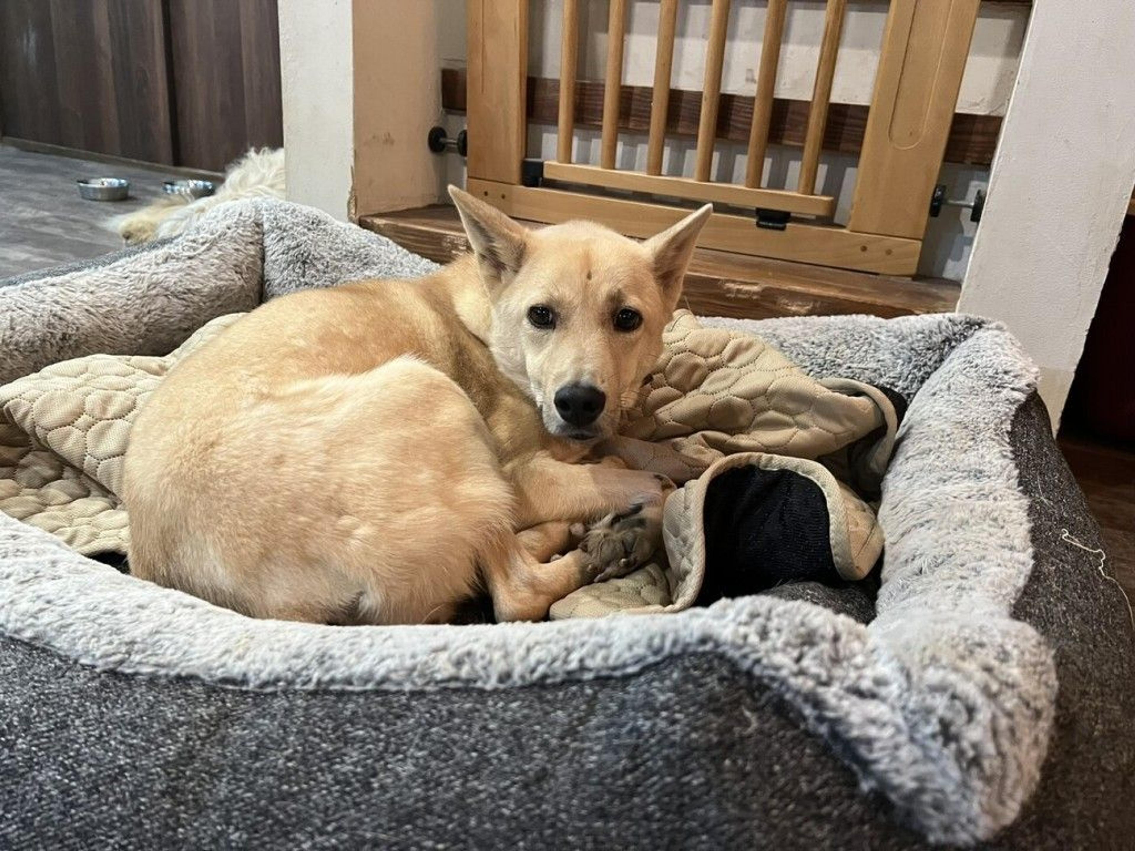 pet-image-5