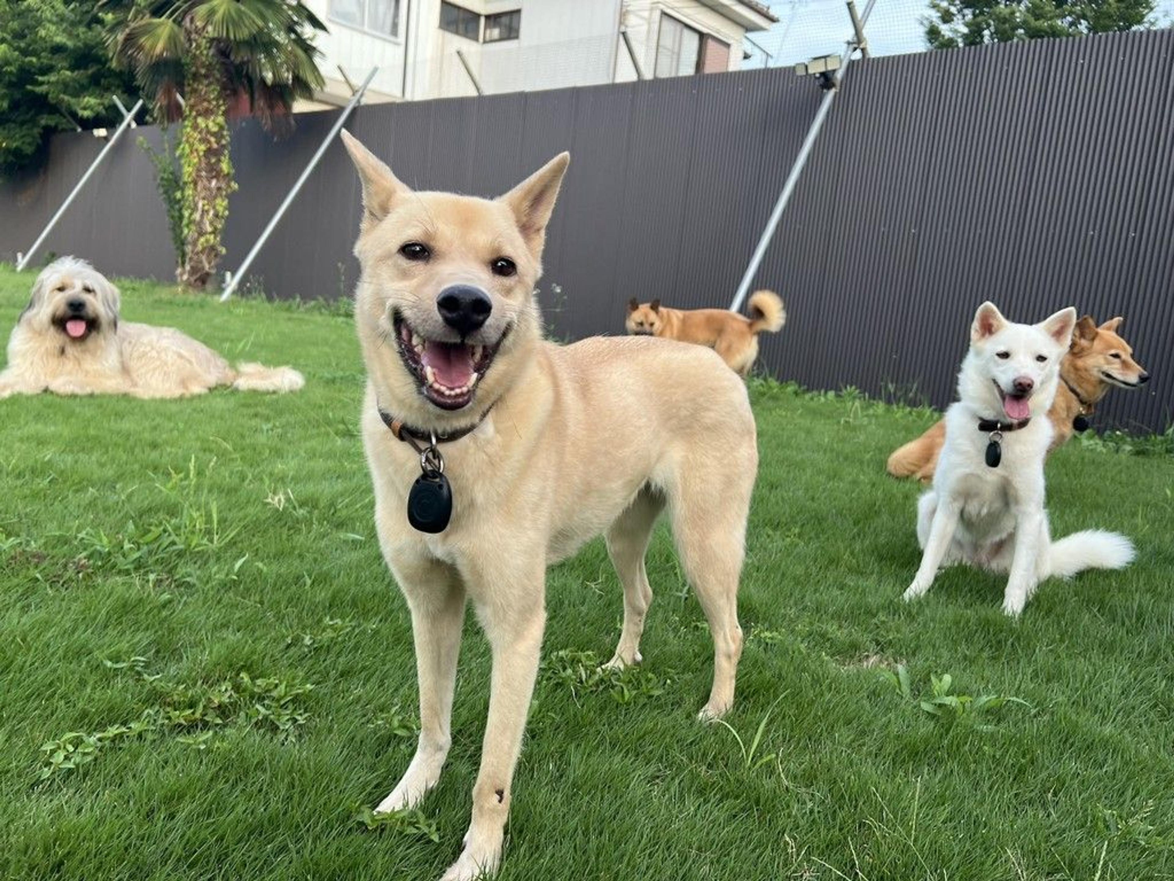 pet-image-7