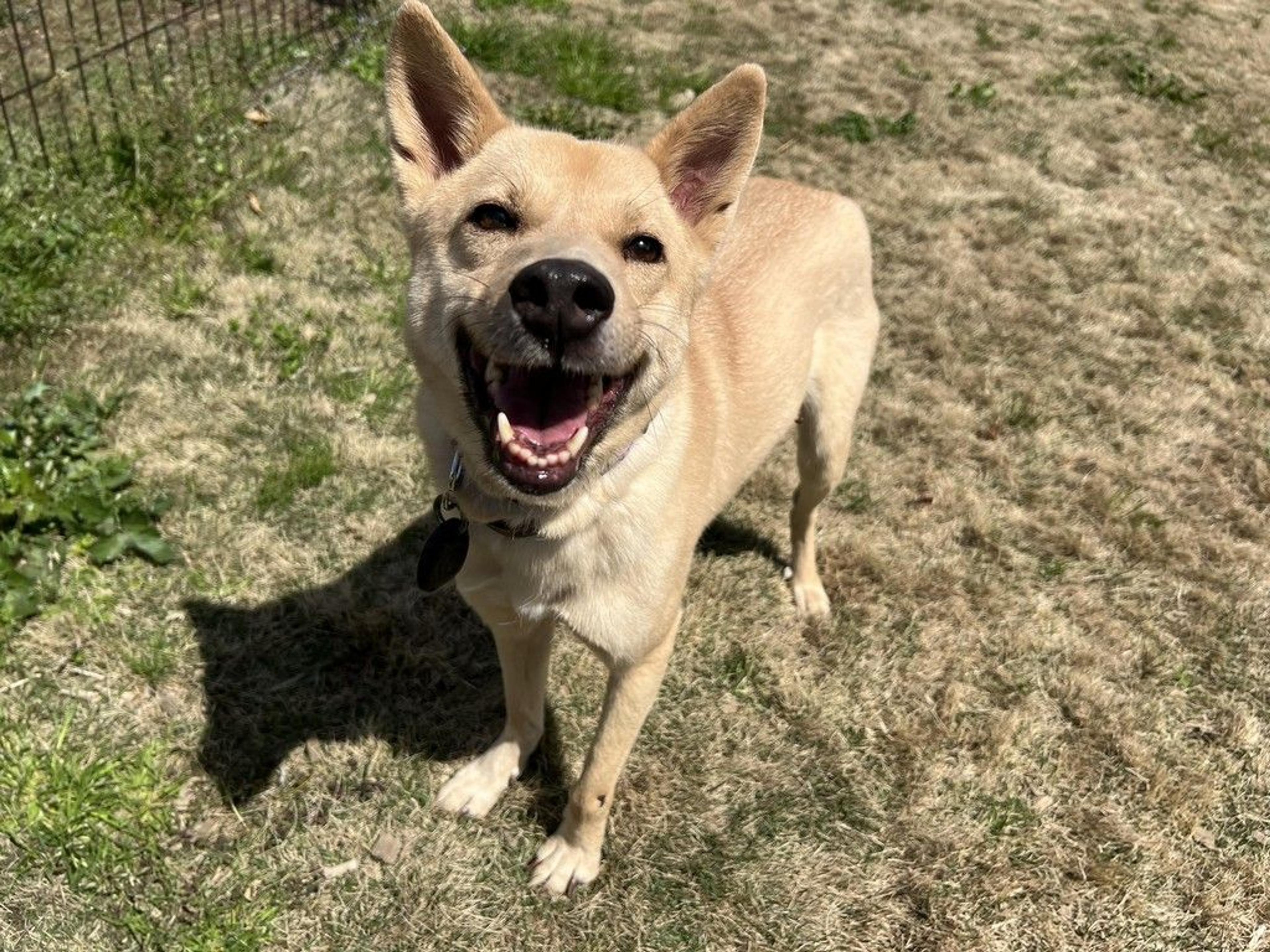 pet-image-8