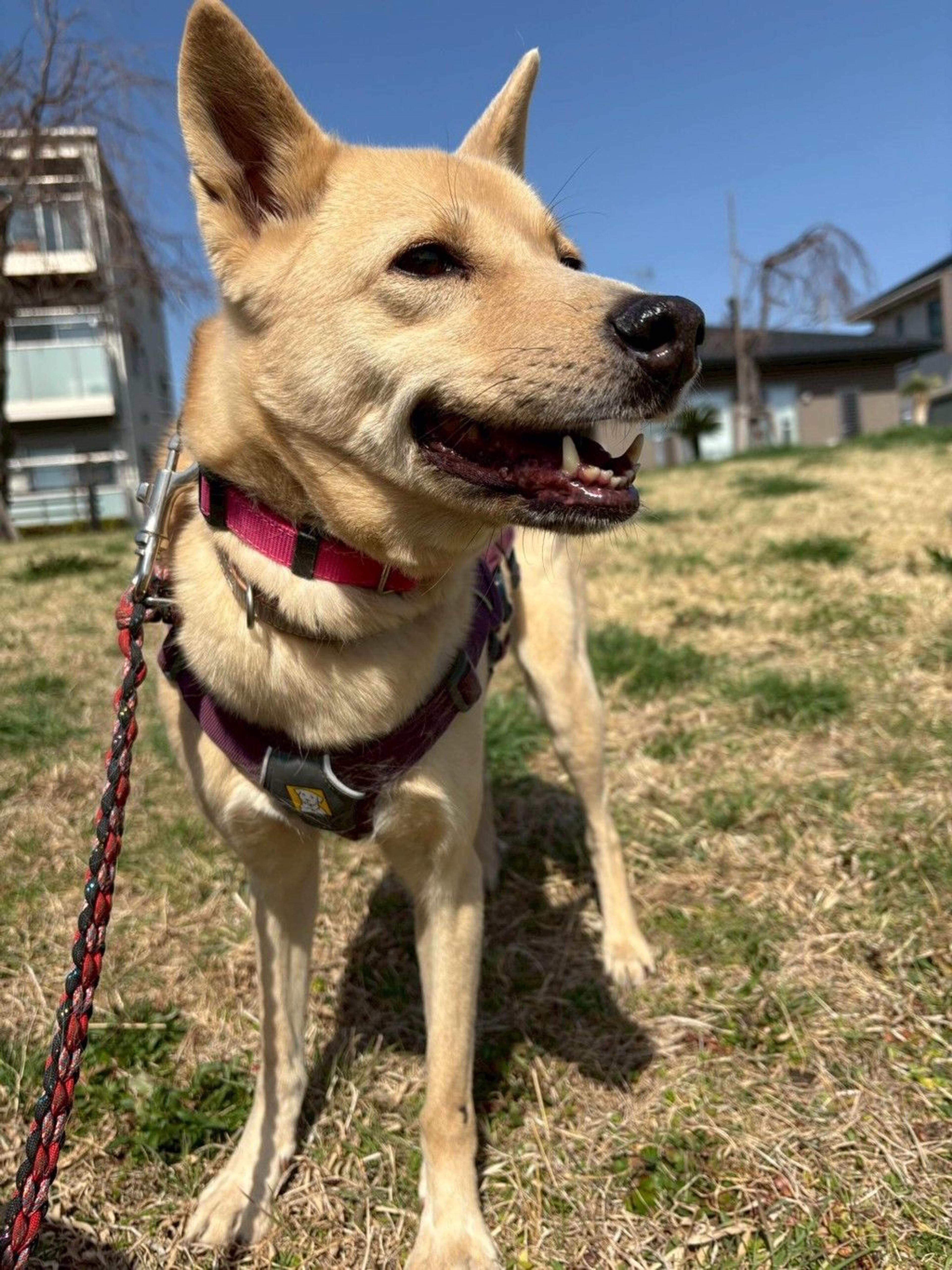 pet-image-9