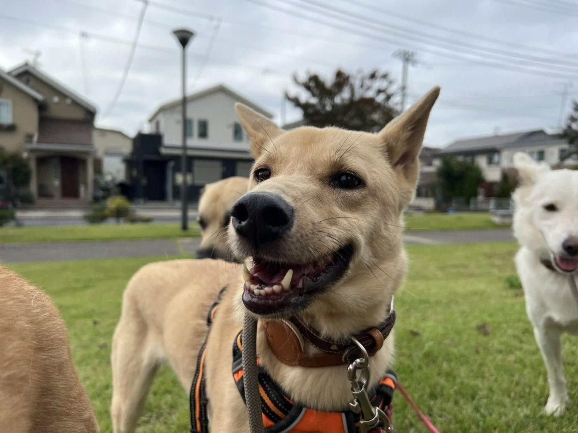 pet-image-4