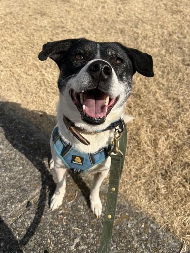 雑種（ミックス犬）・メスの里親募集の写真