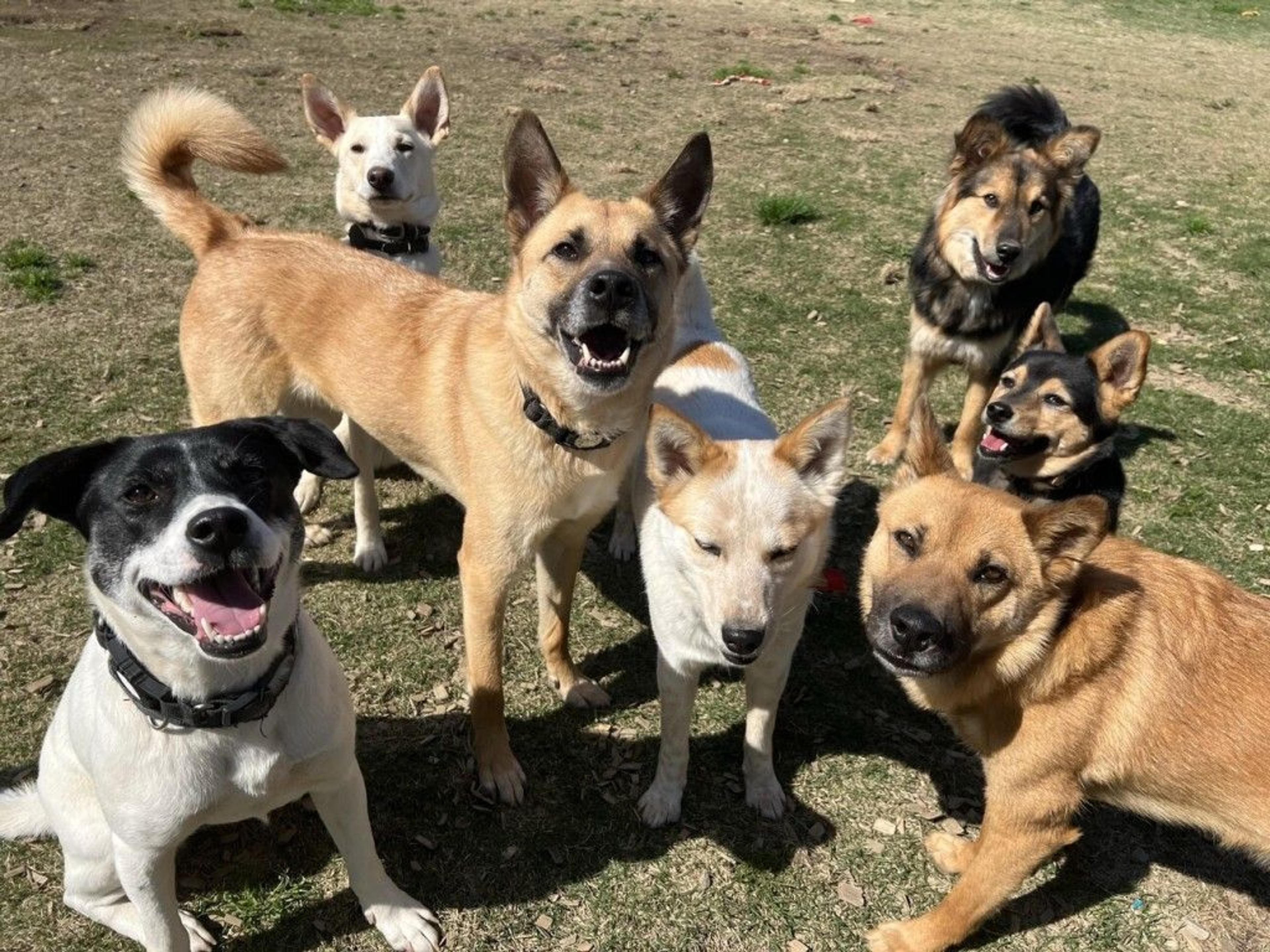 pet-image-5