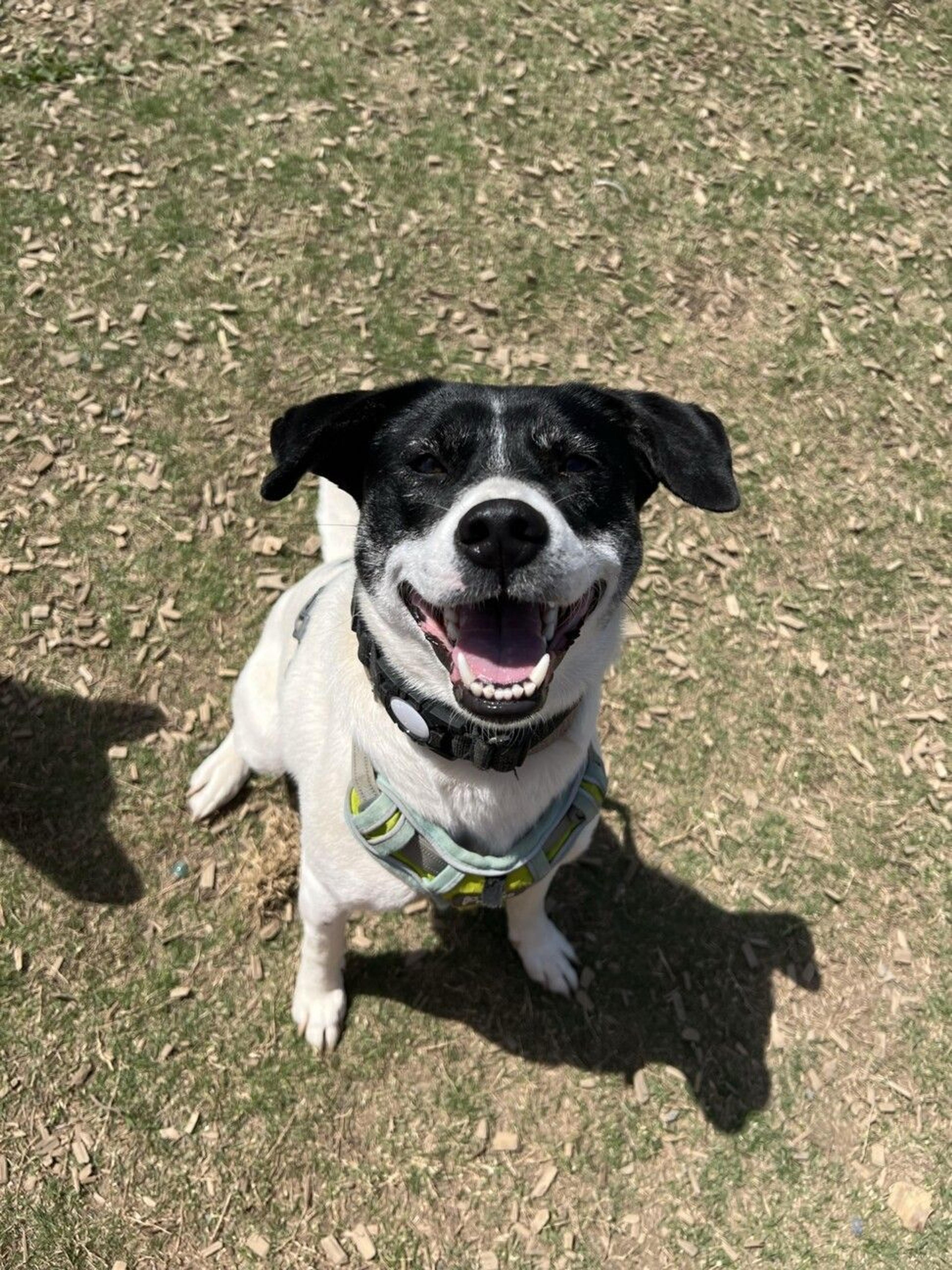 pet-image-9