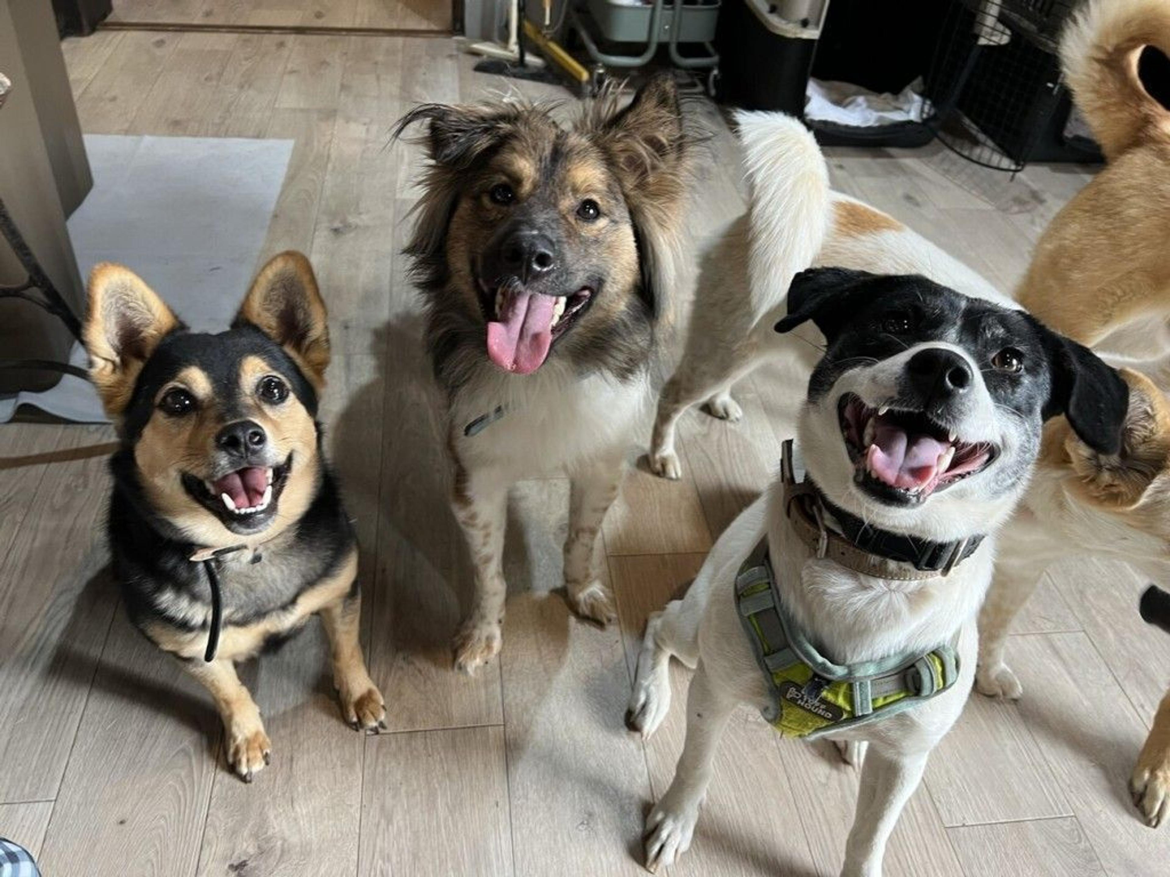 pet-image-10