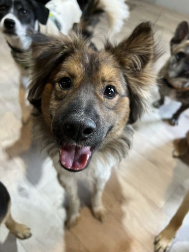 雑種（ミックス犬）・オスの里親募集の写真