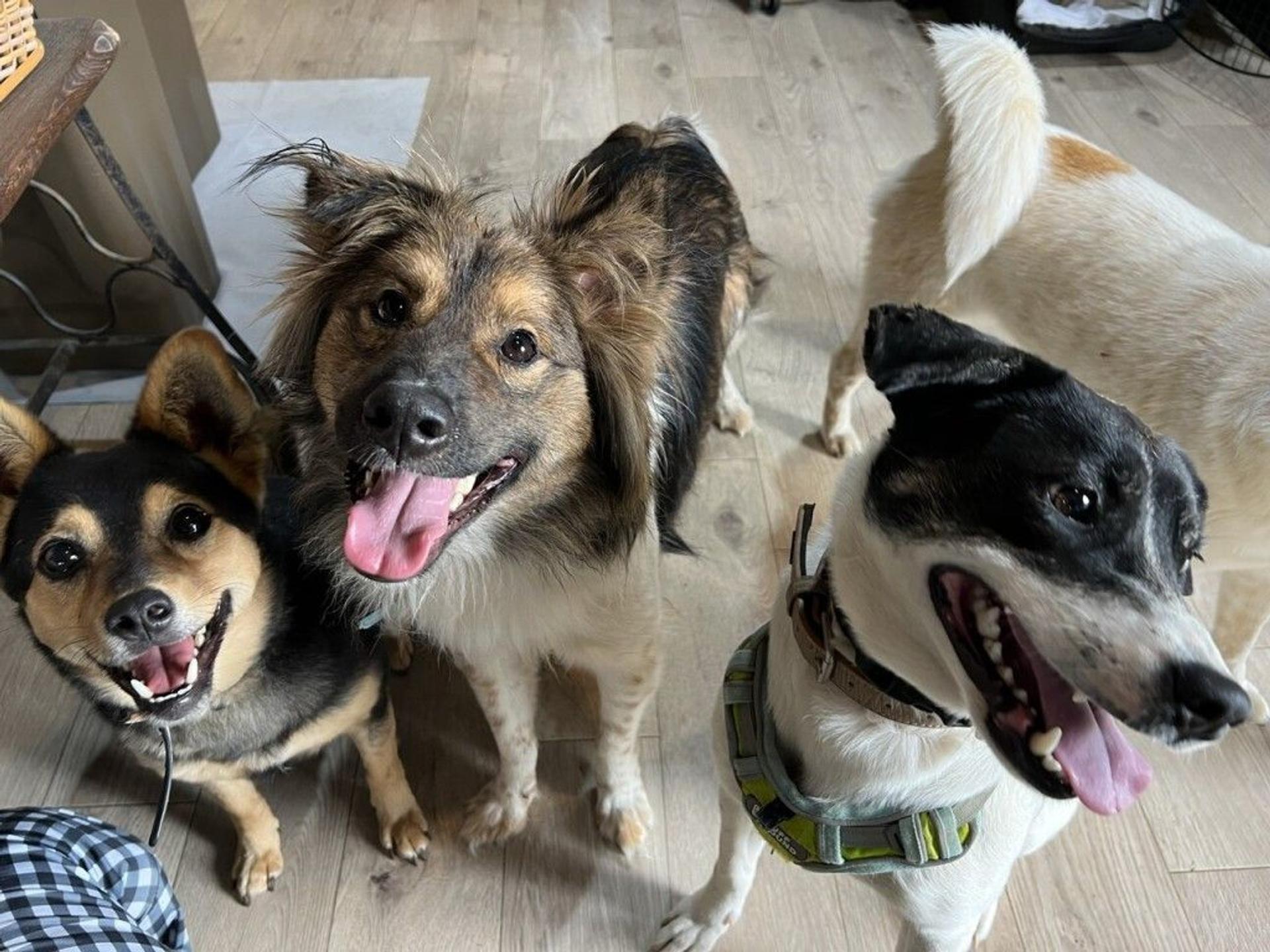 pet-image-6