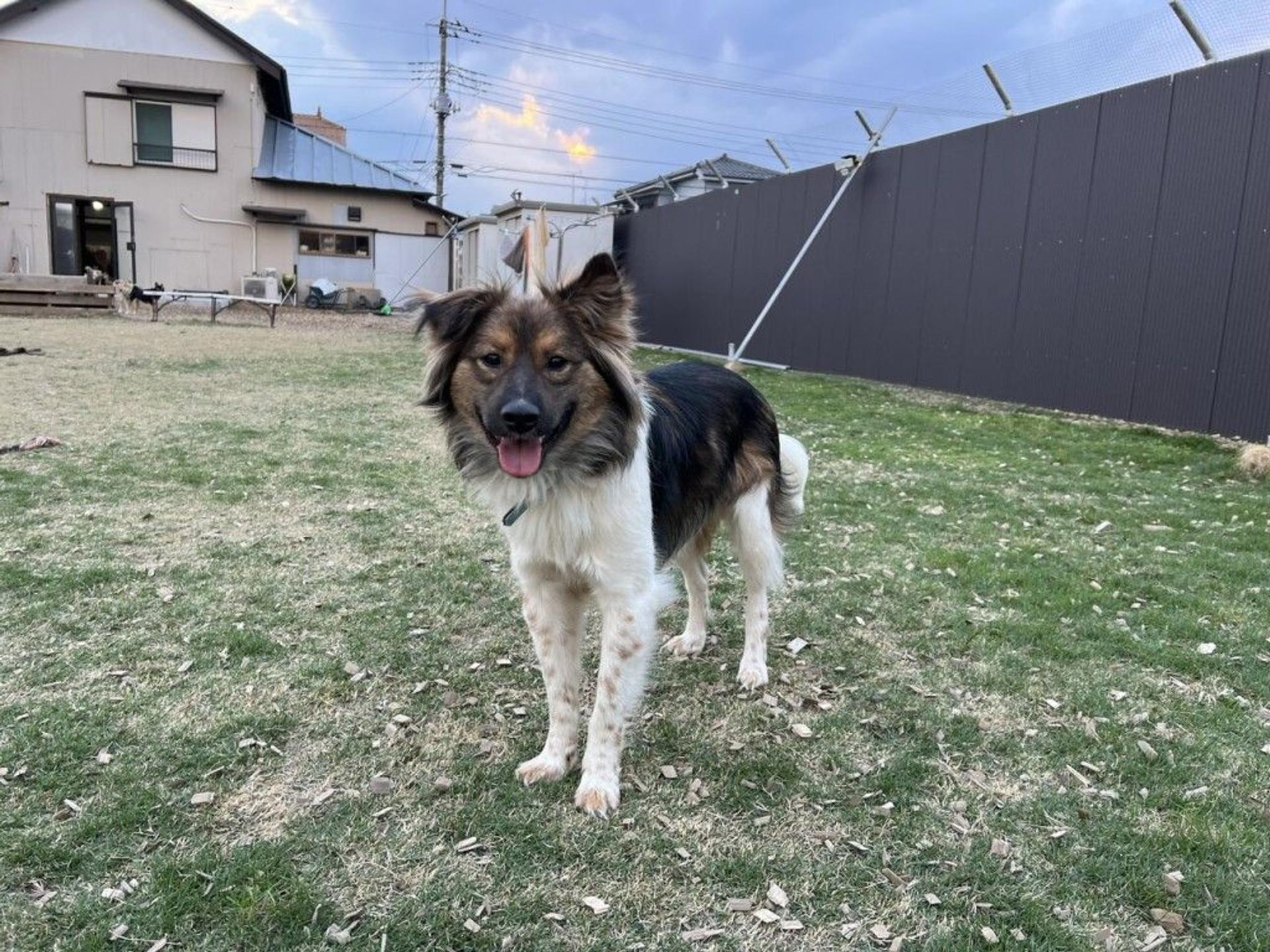 pet-image-7