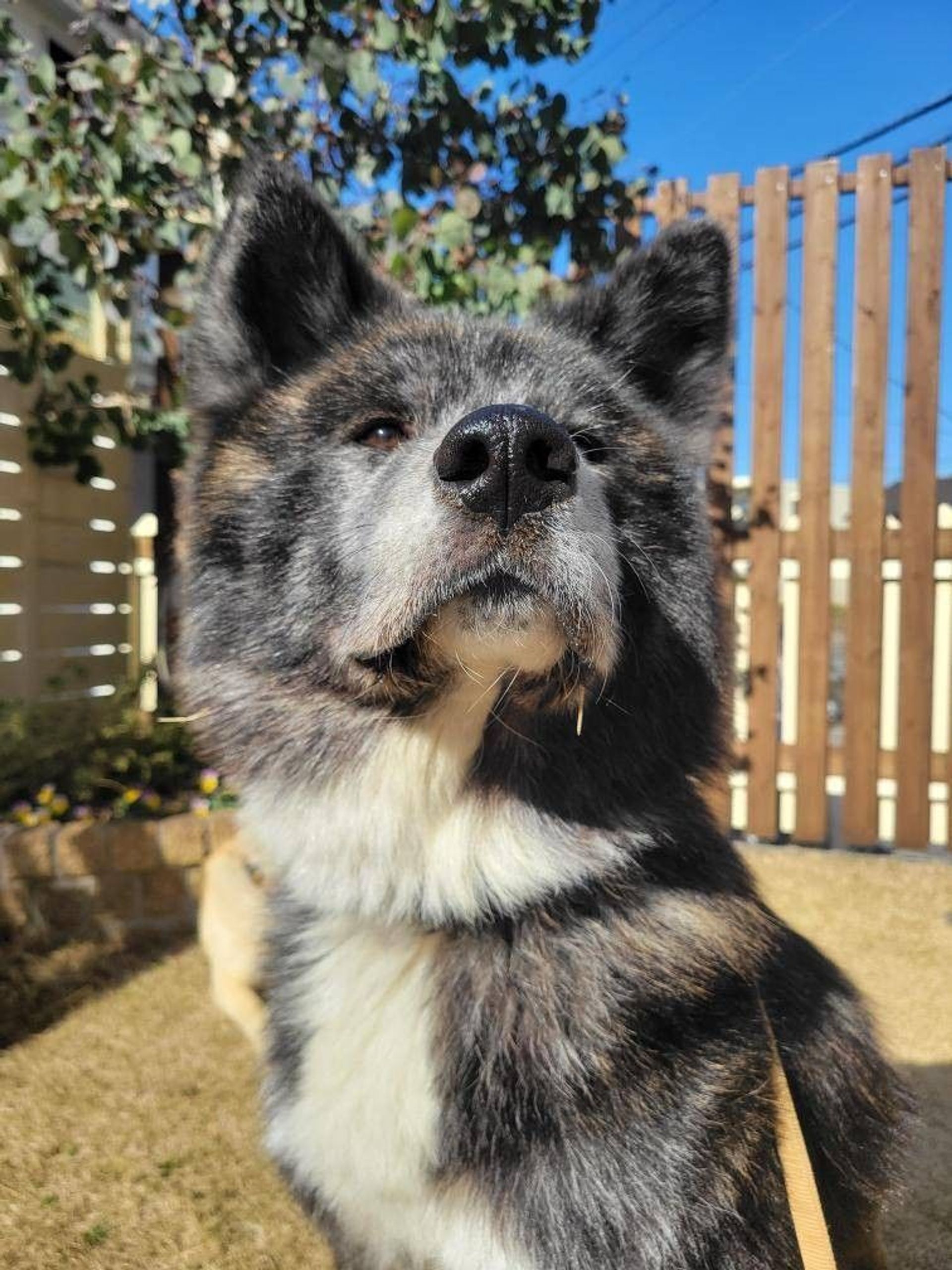 雑種（ミックス犬）・オスの里親募集の写真