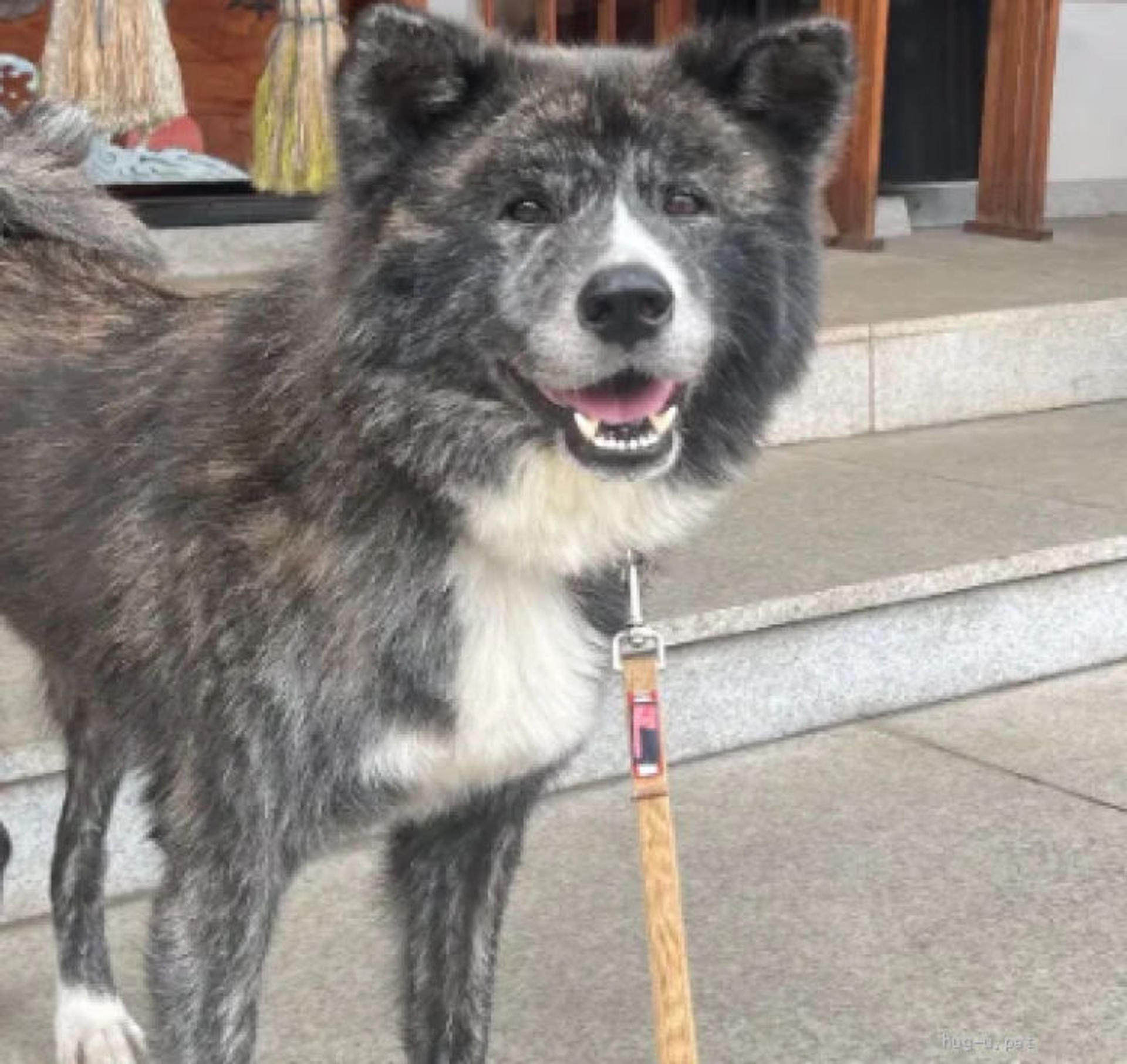pet-image-6