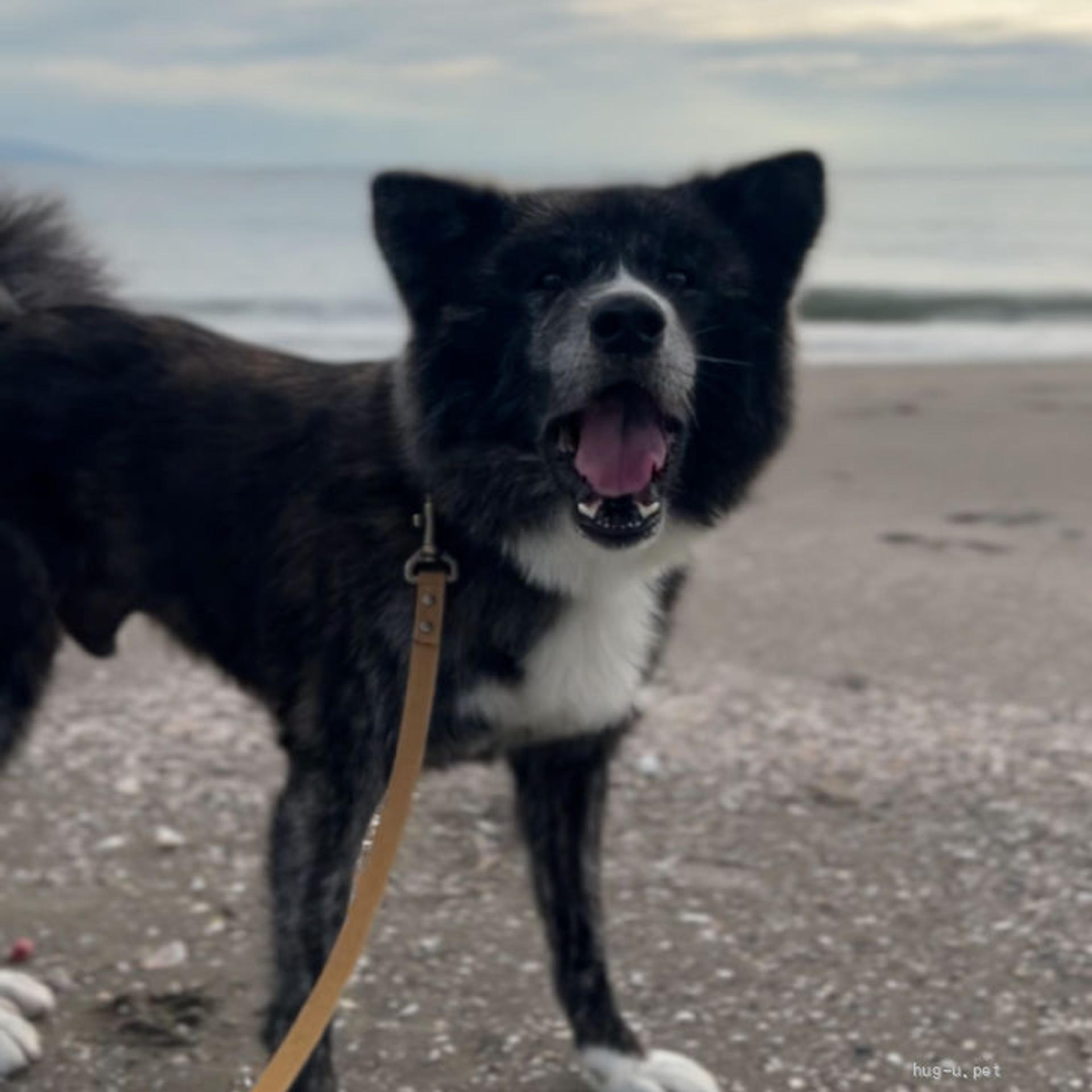 pet-image-7