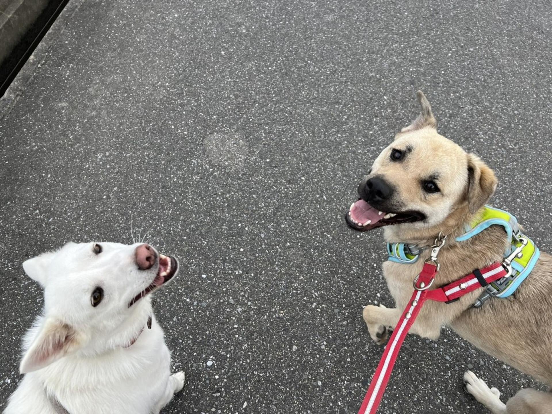 pet-image-4