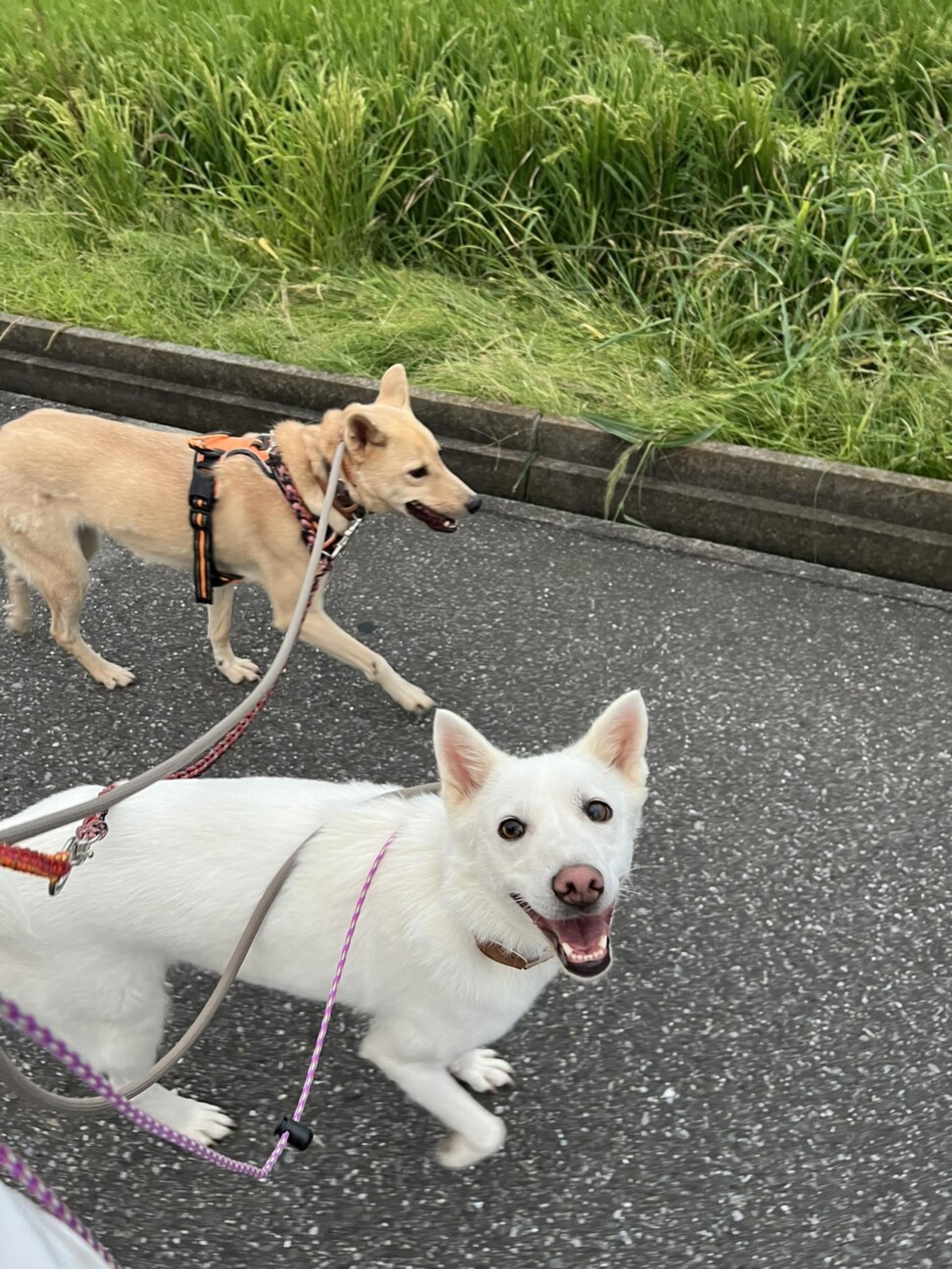 pet-image-5