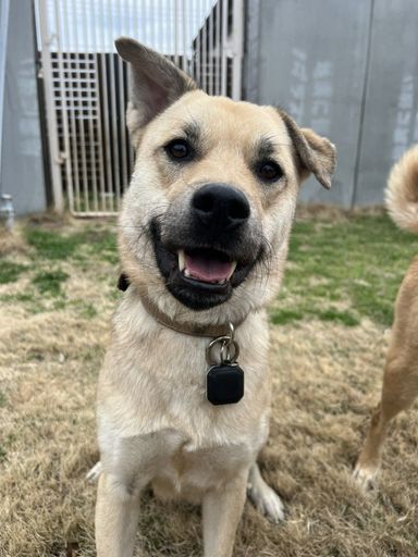 雑種（ミックス犬）・オスの里親募集の写真