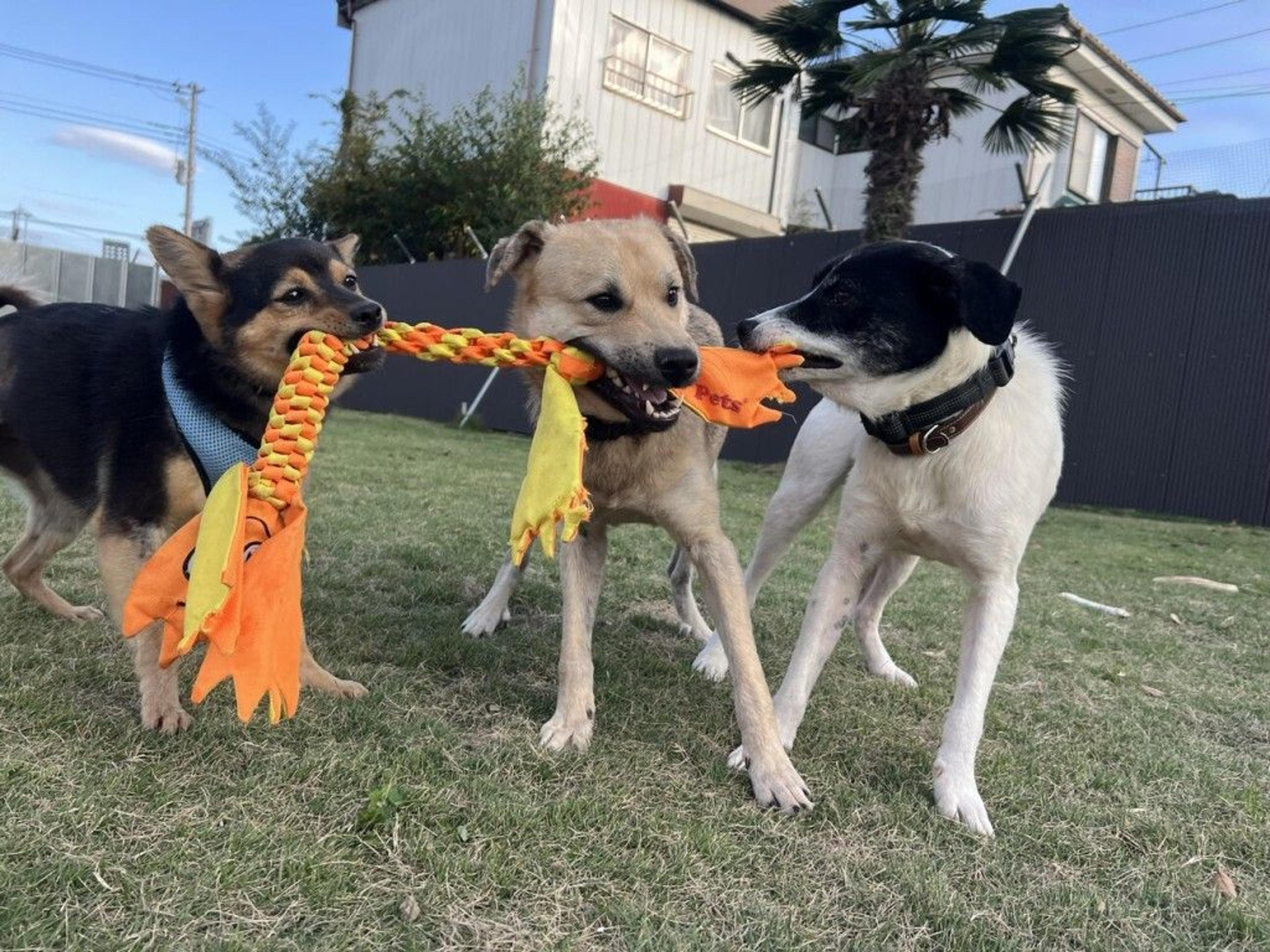 pet-image-3