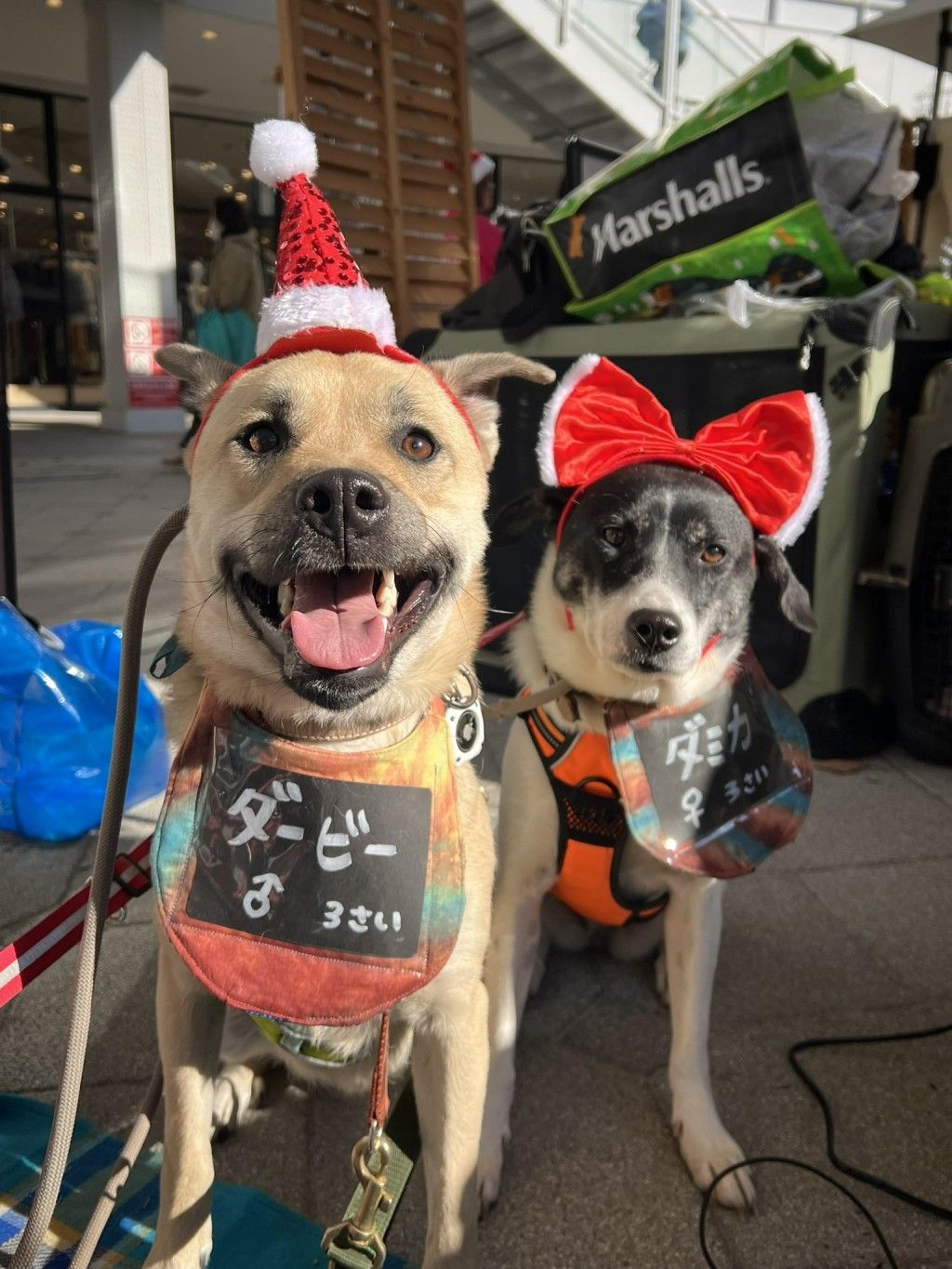 pet-image-5