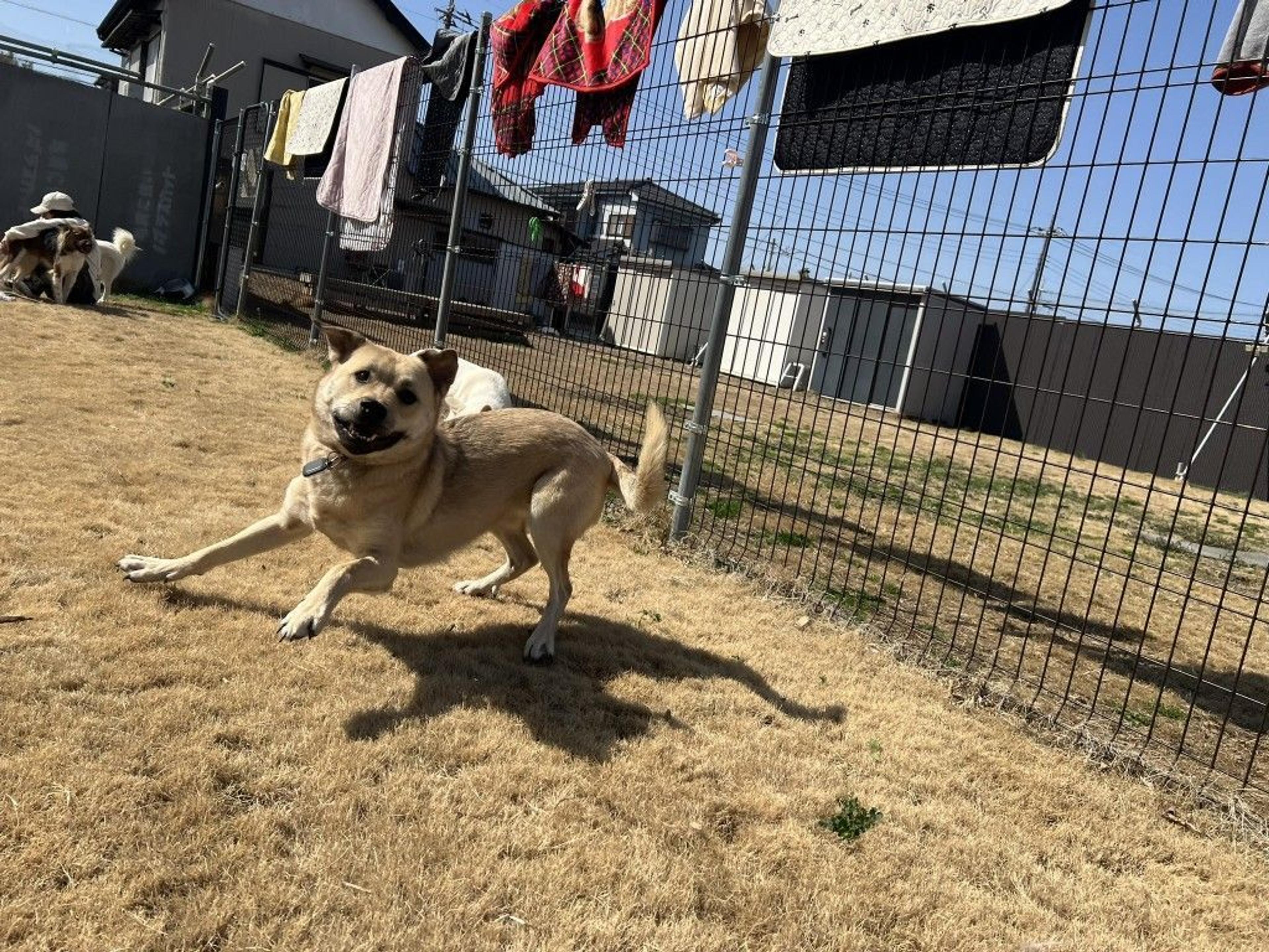 pet-image-7