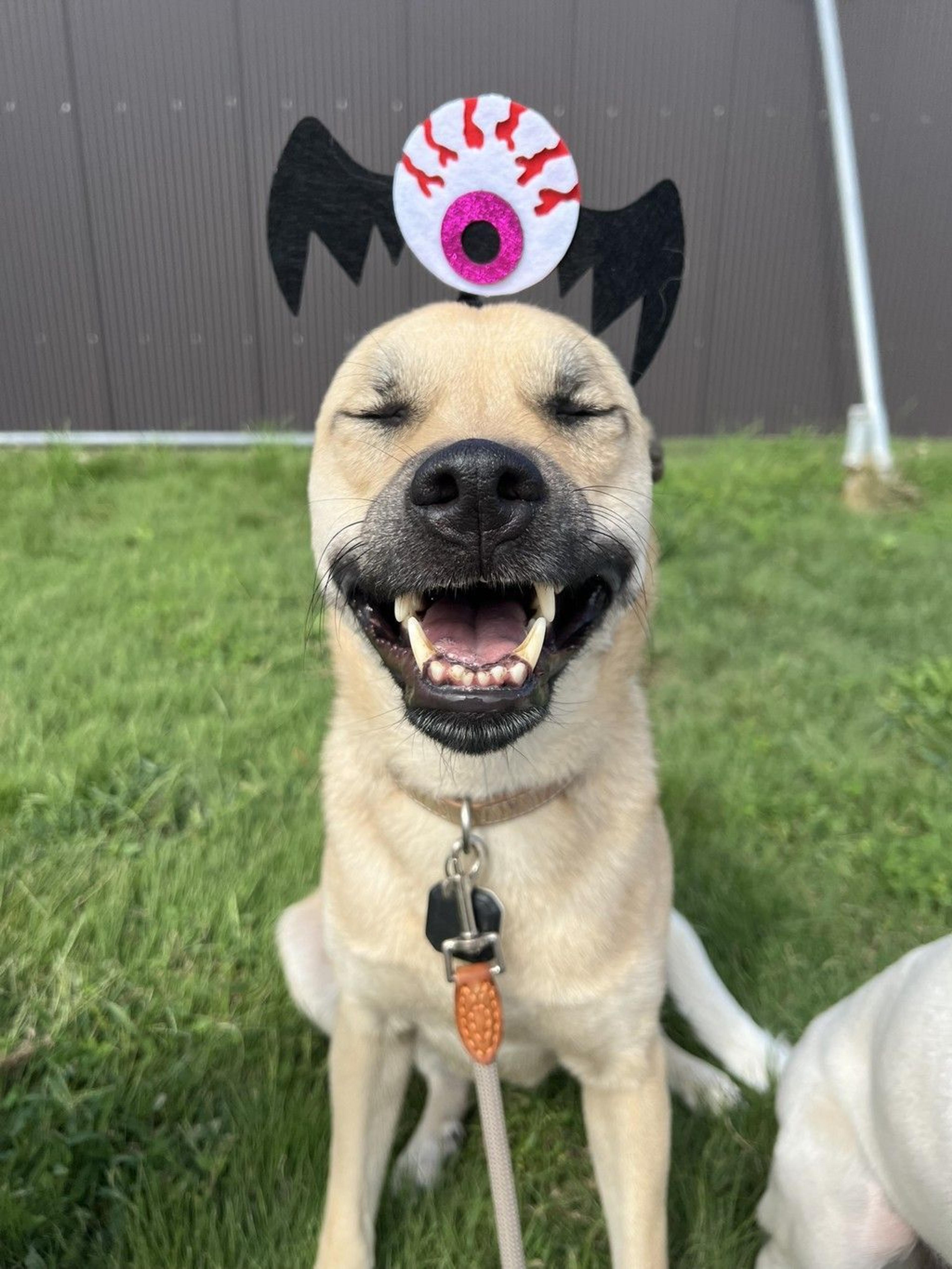 pet-image-9