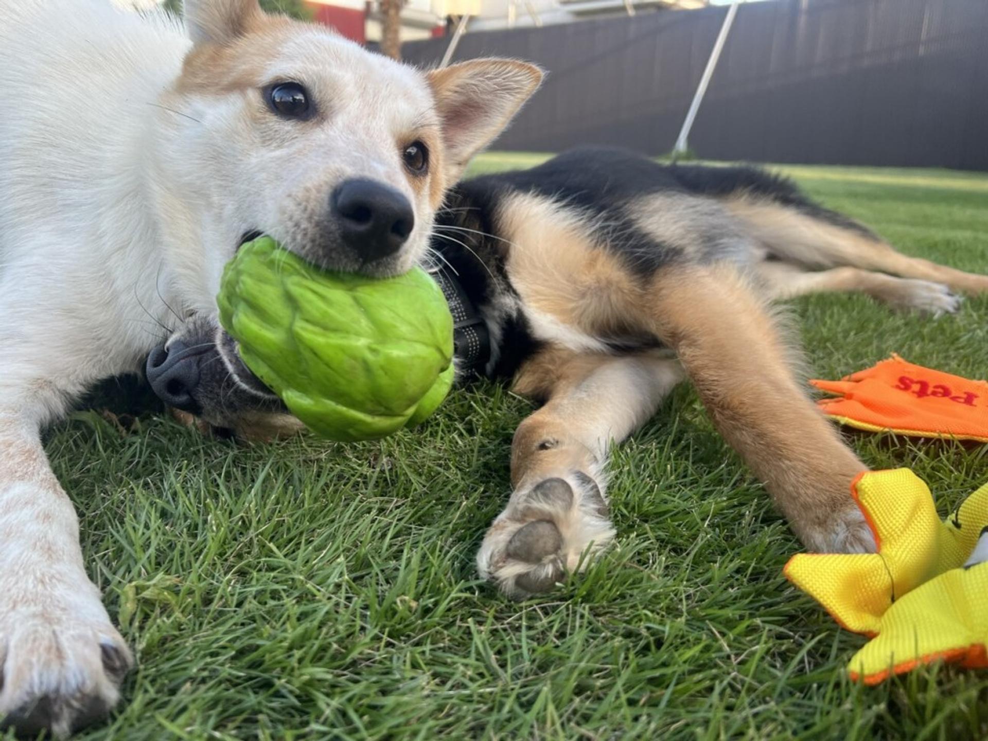 pet-image-5