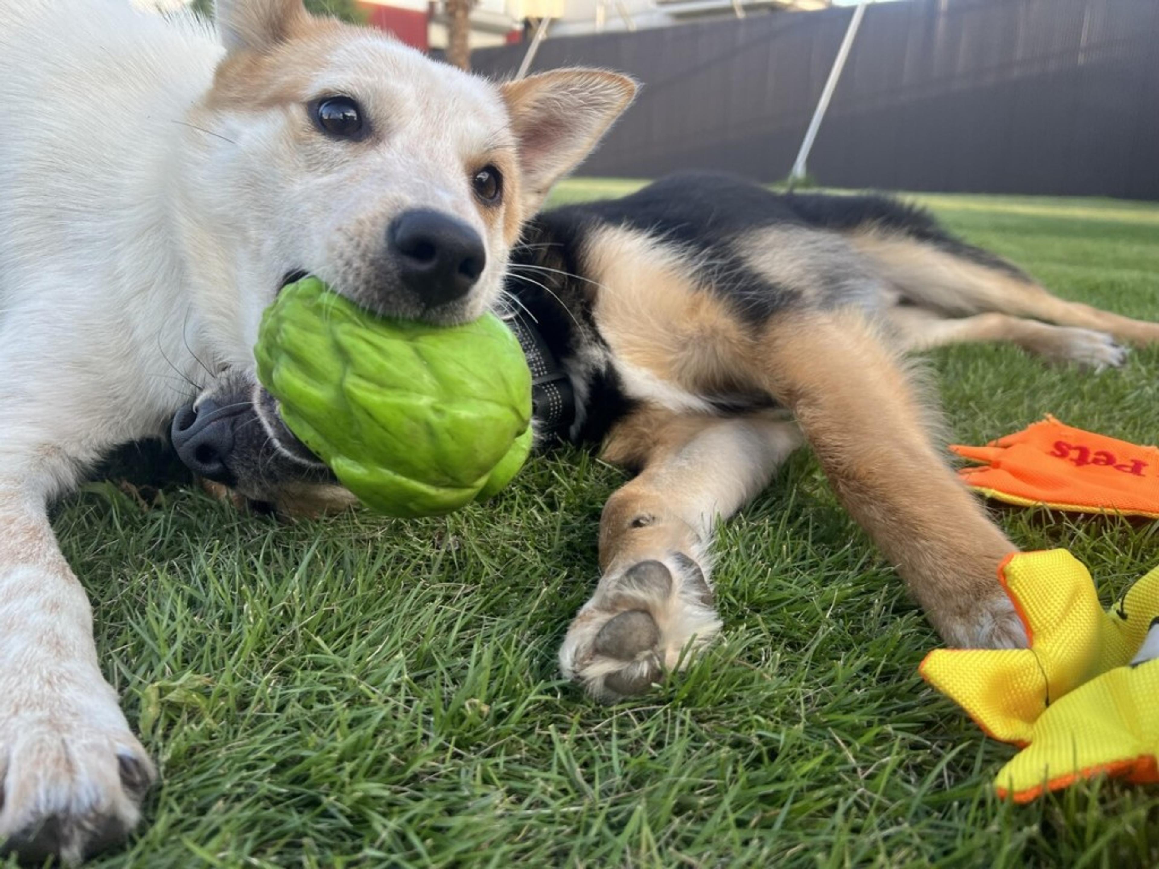 pet-image-5
