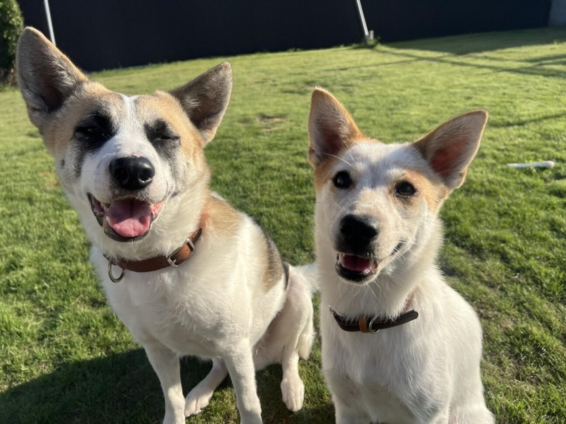 pet-image-6