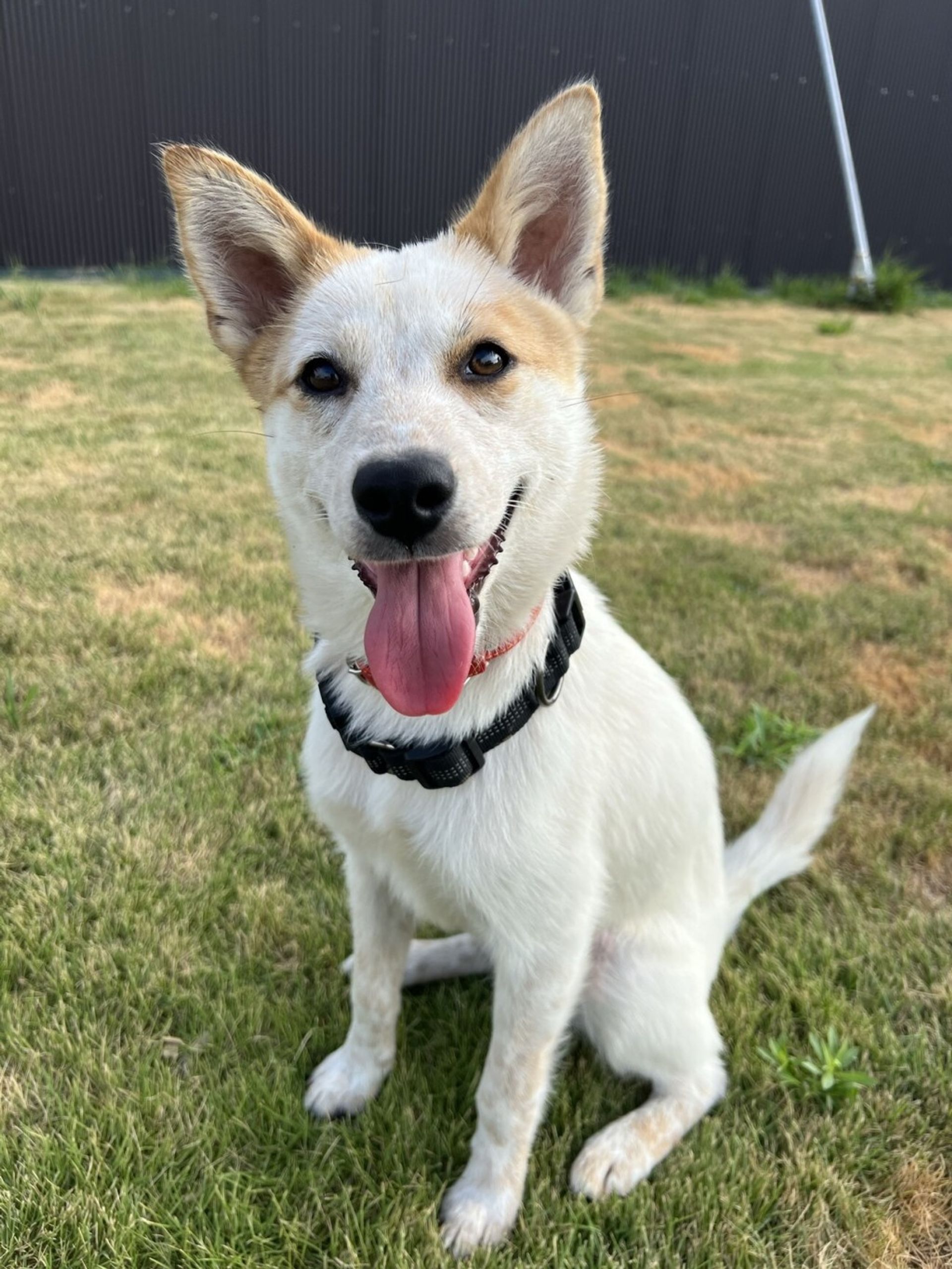 雑種（ミックス犬）・メスの里親募集の写真