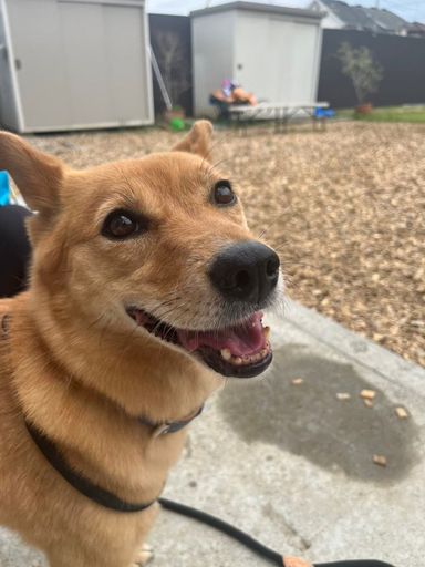 雑種（ミックス犬）・メスの里親募集の写真