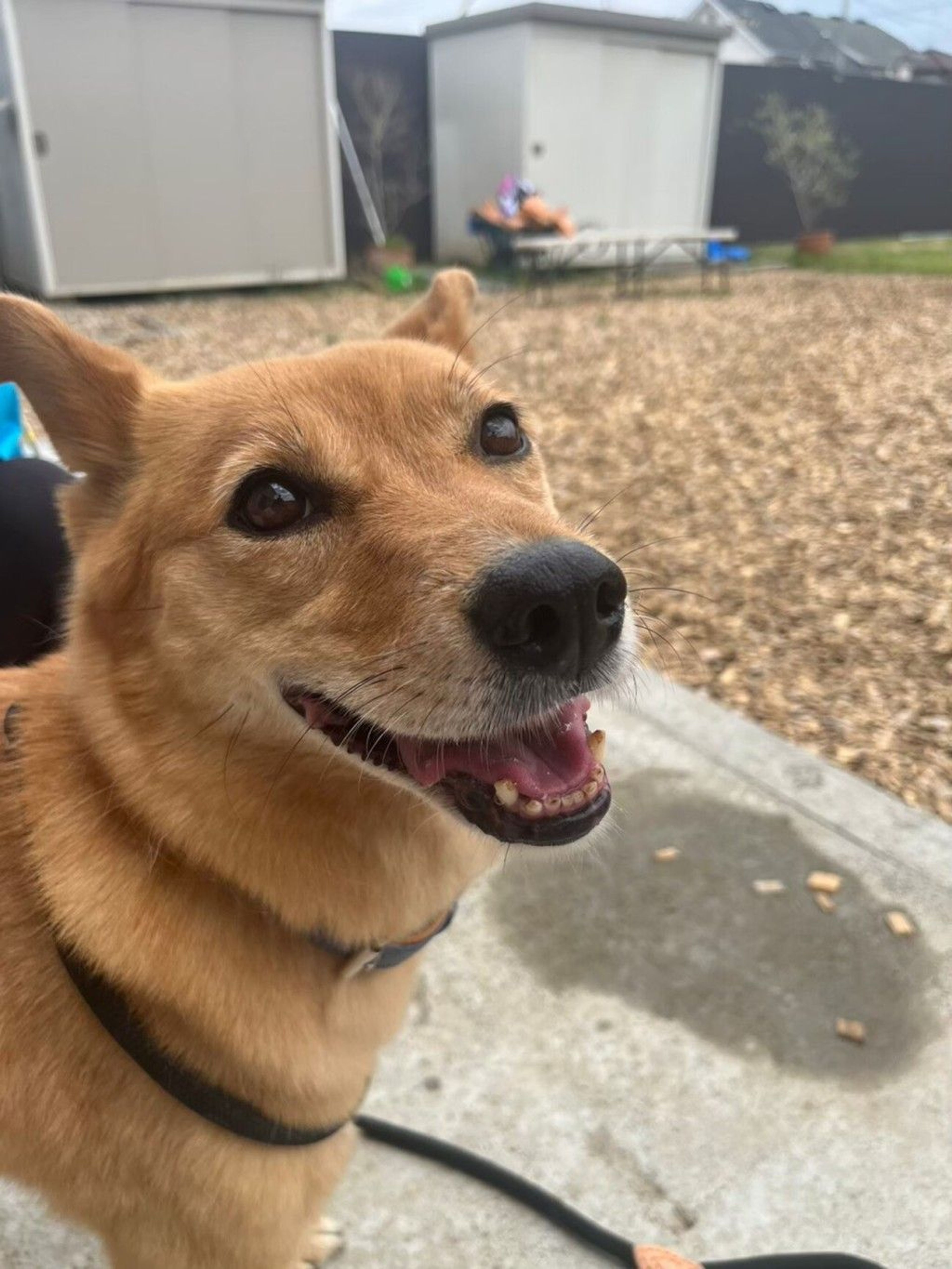 雑種（ミックス犬）・メスの里親募集の写真