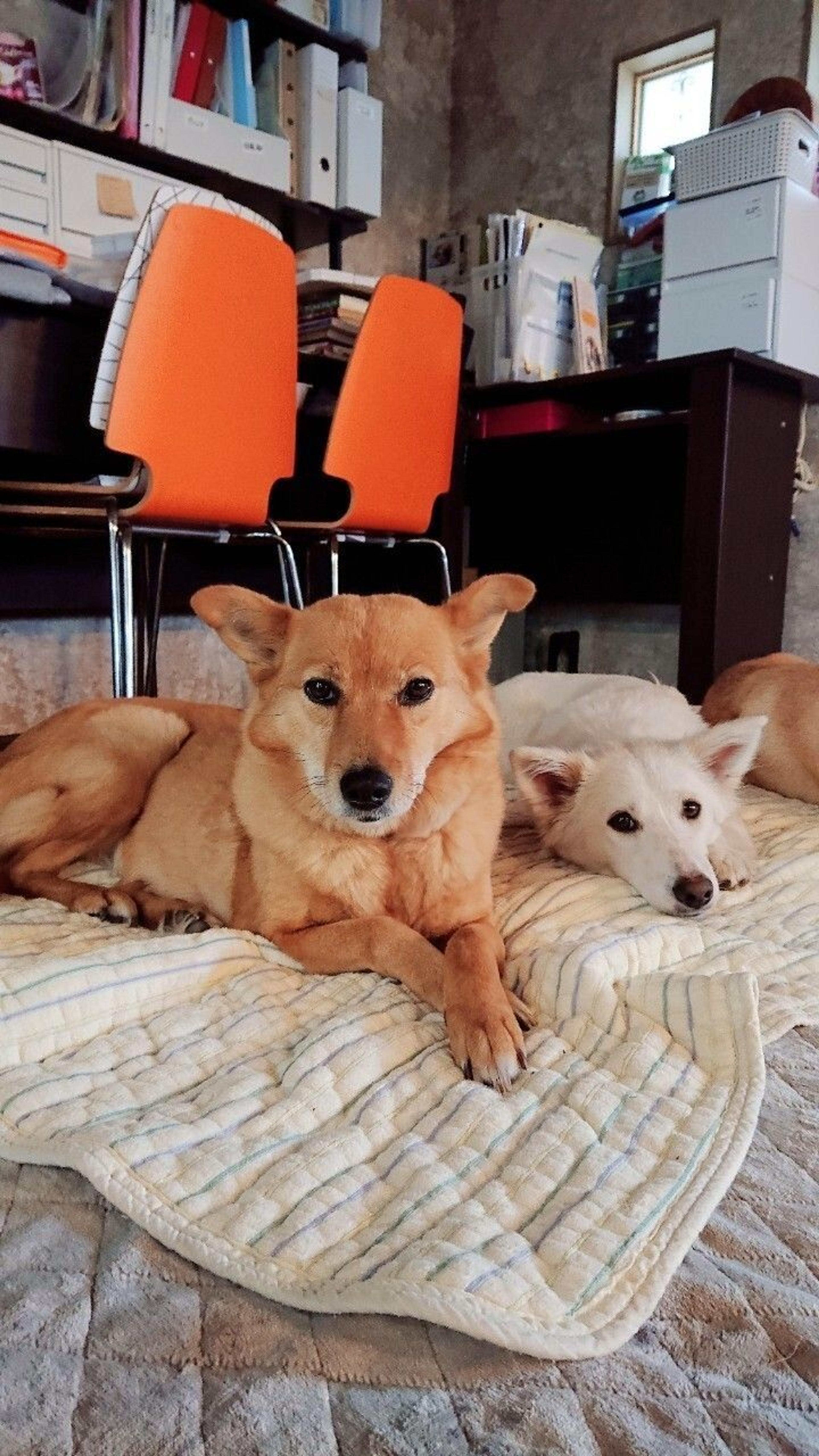 pet-image-2