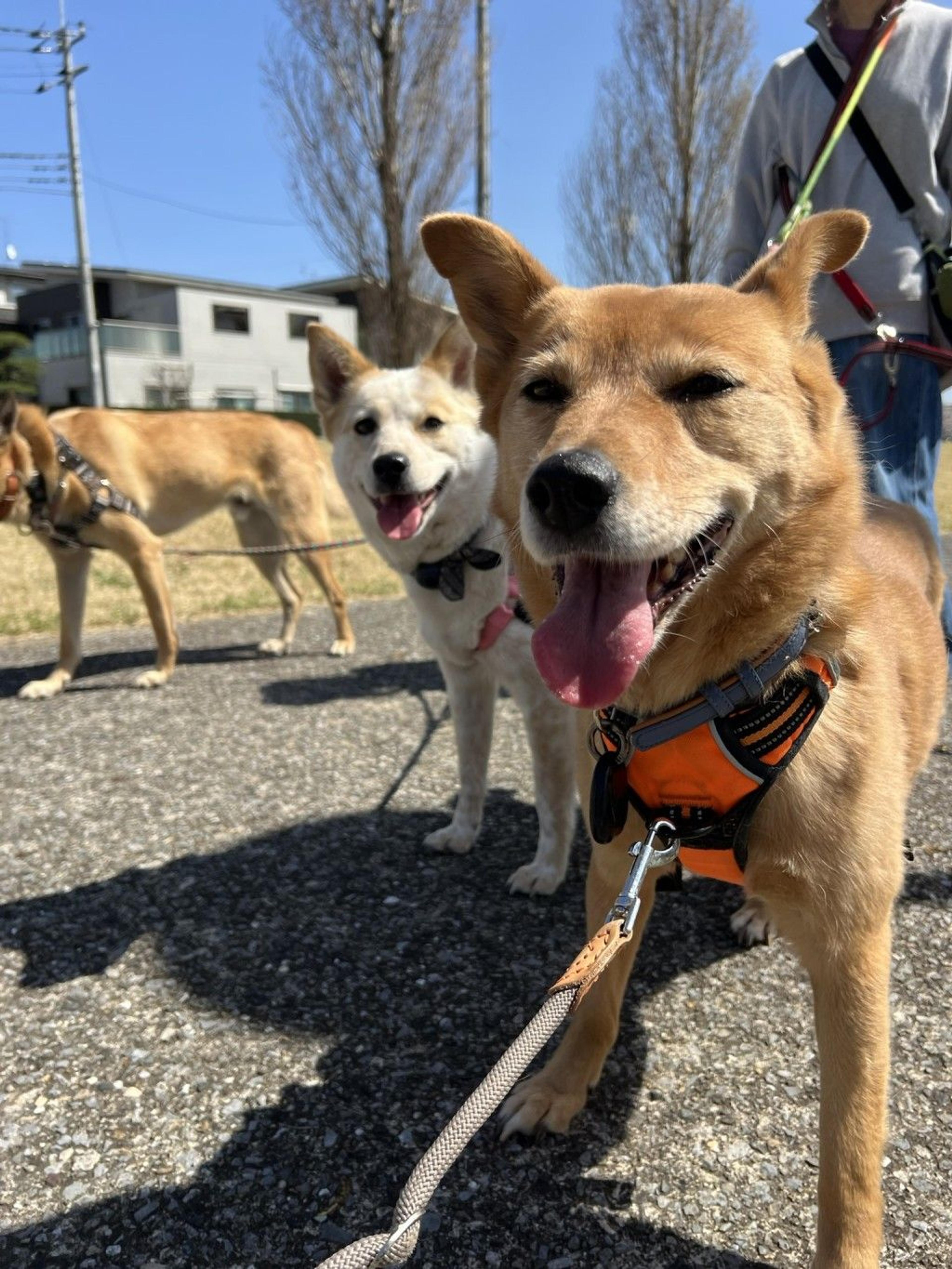 pet-image-5