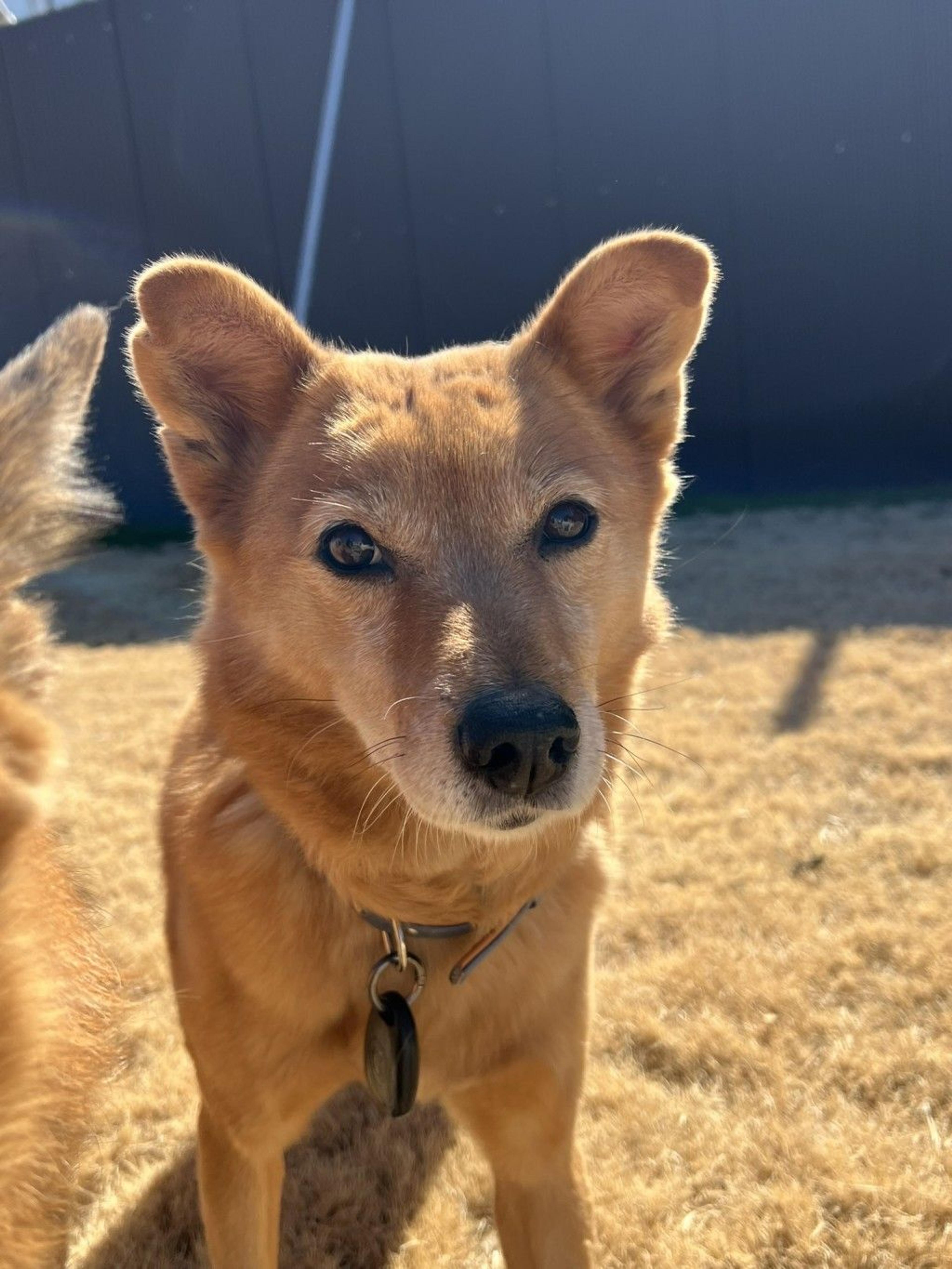pet-image-6