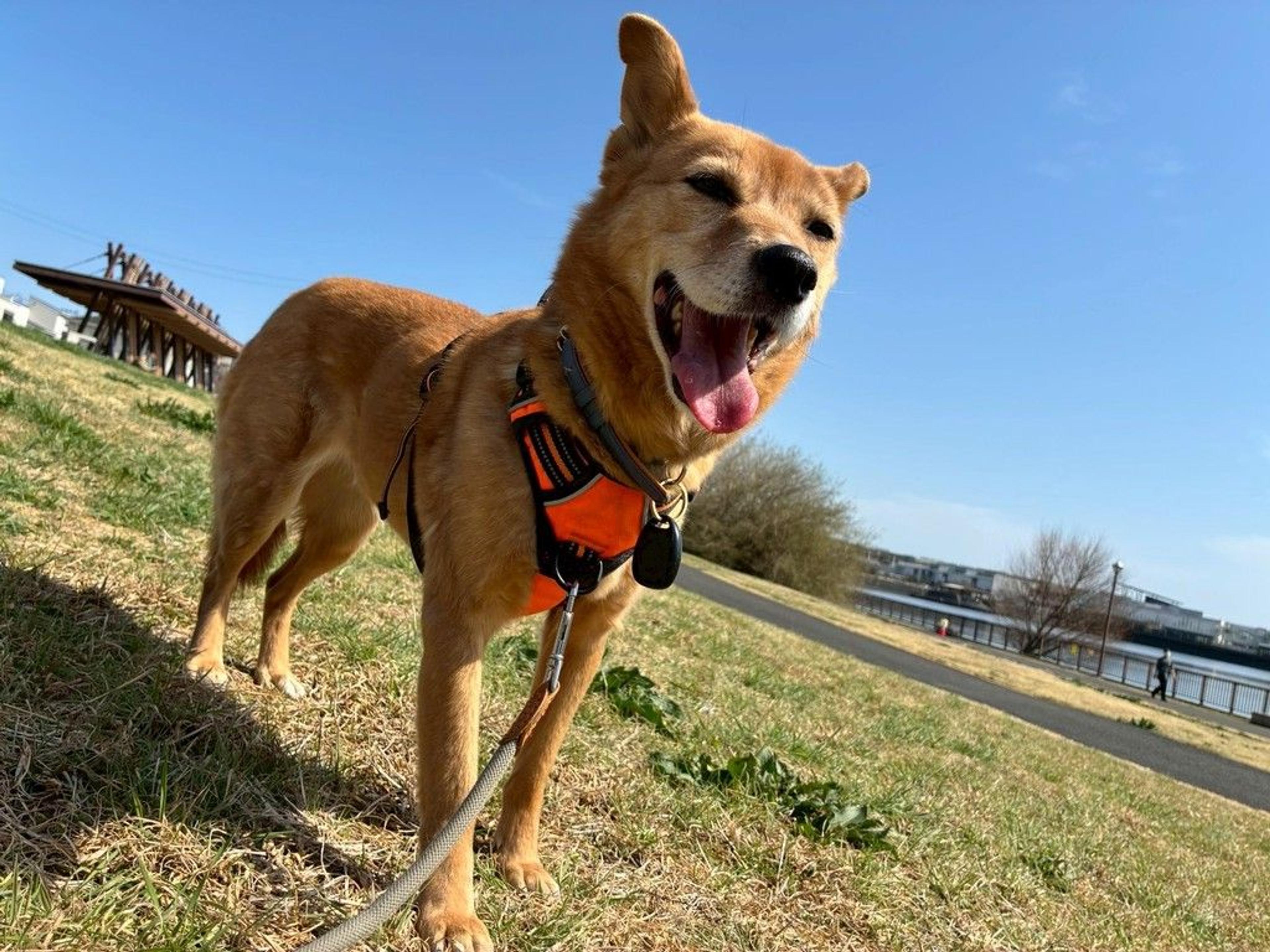 pet-image-7