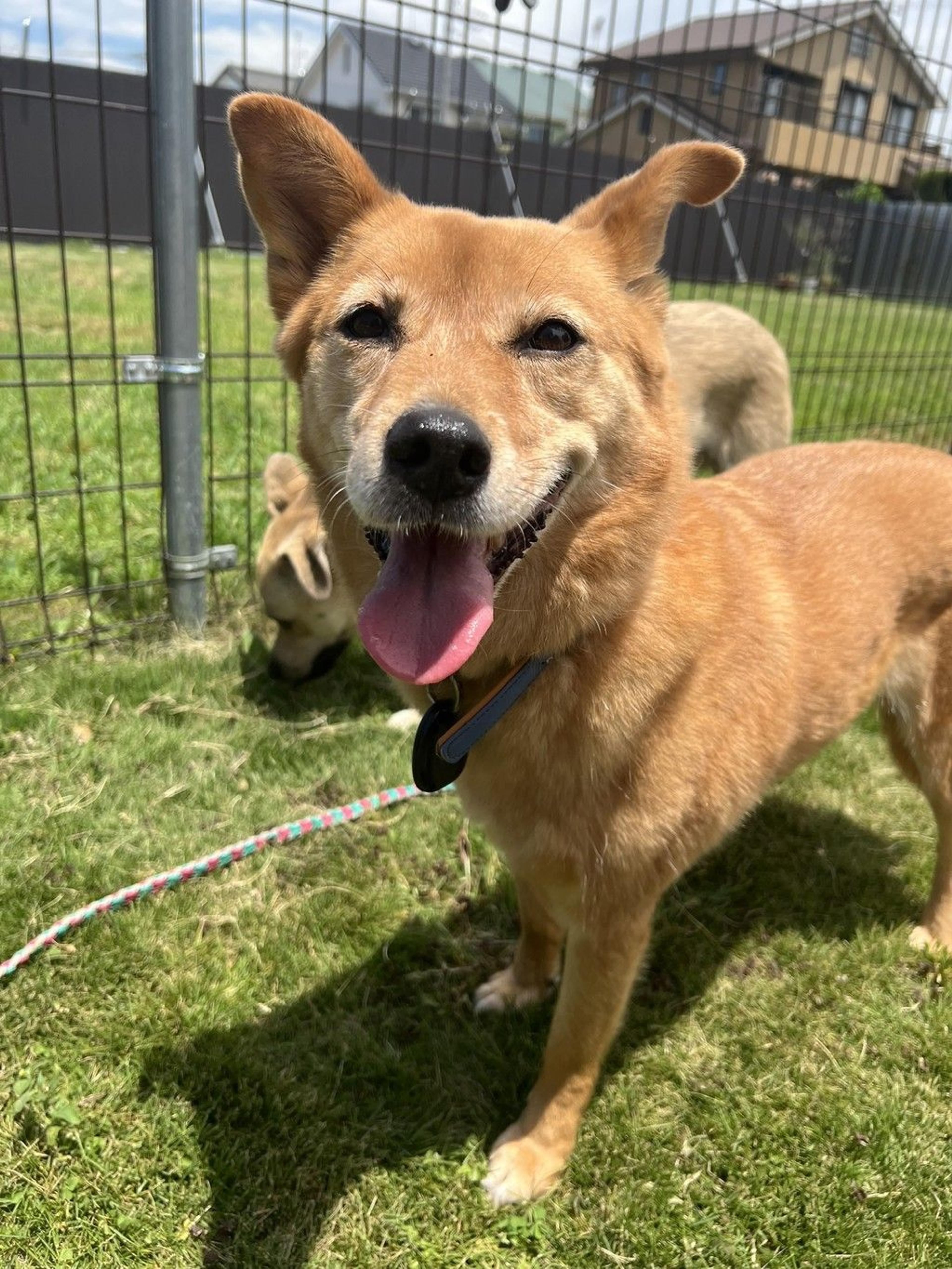pet-image-9