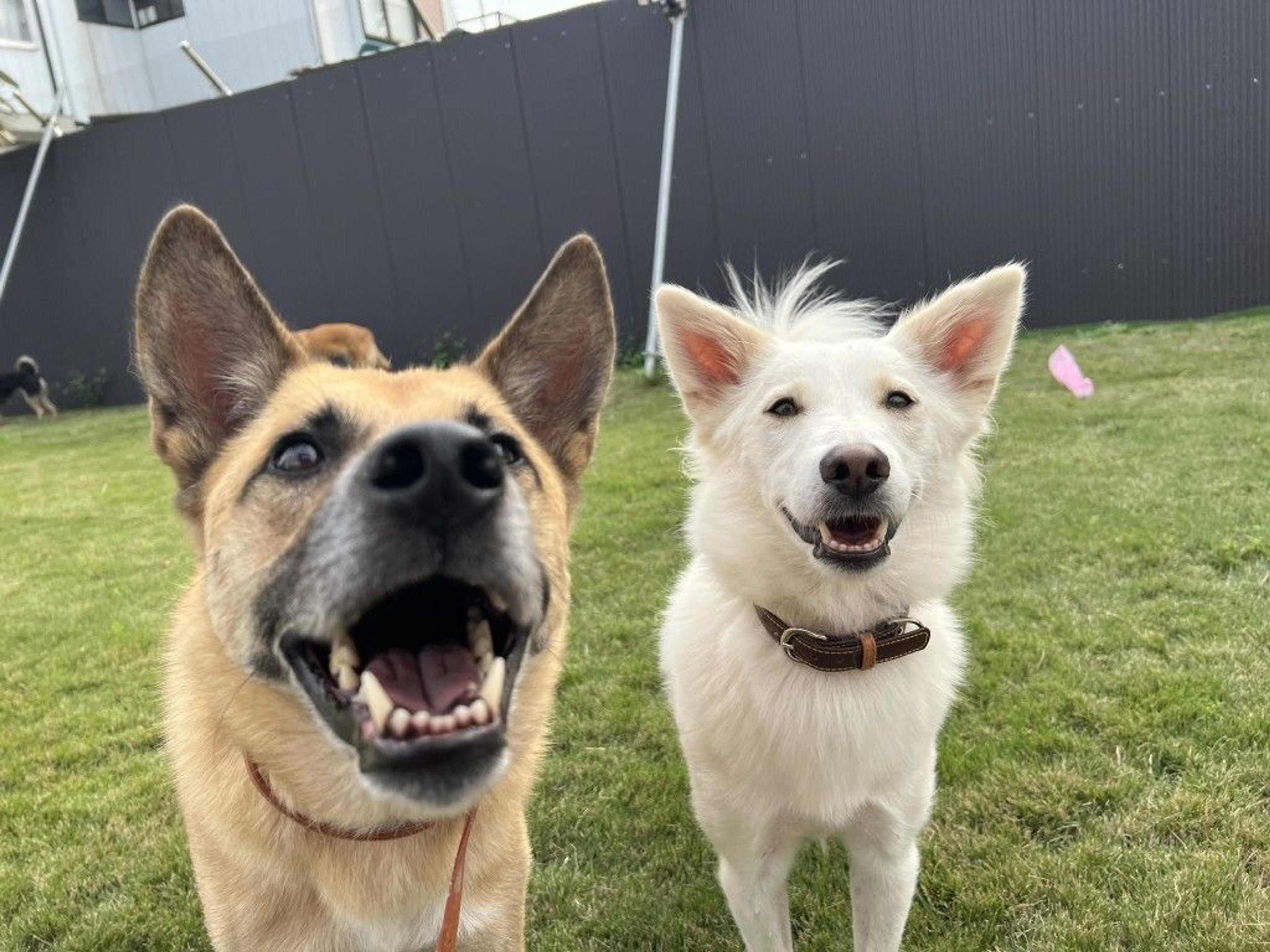 pet-image-4