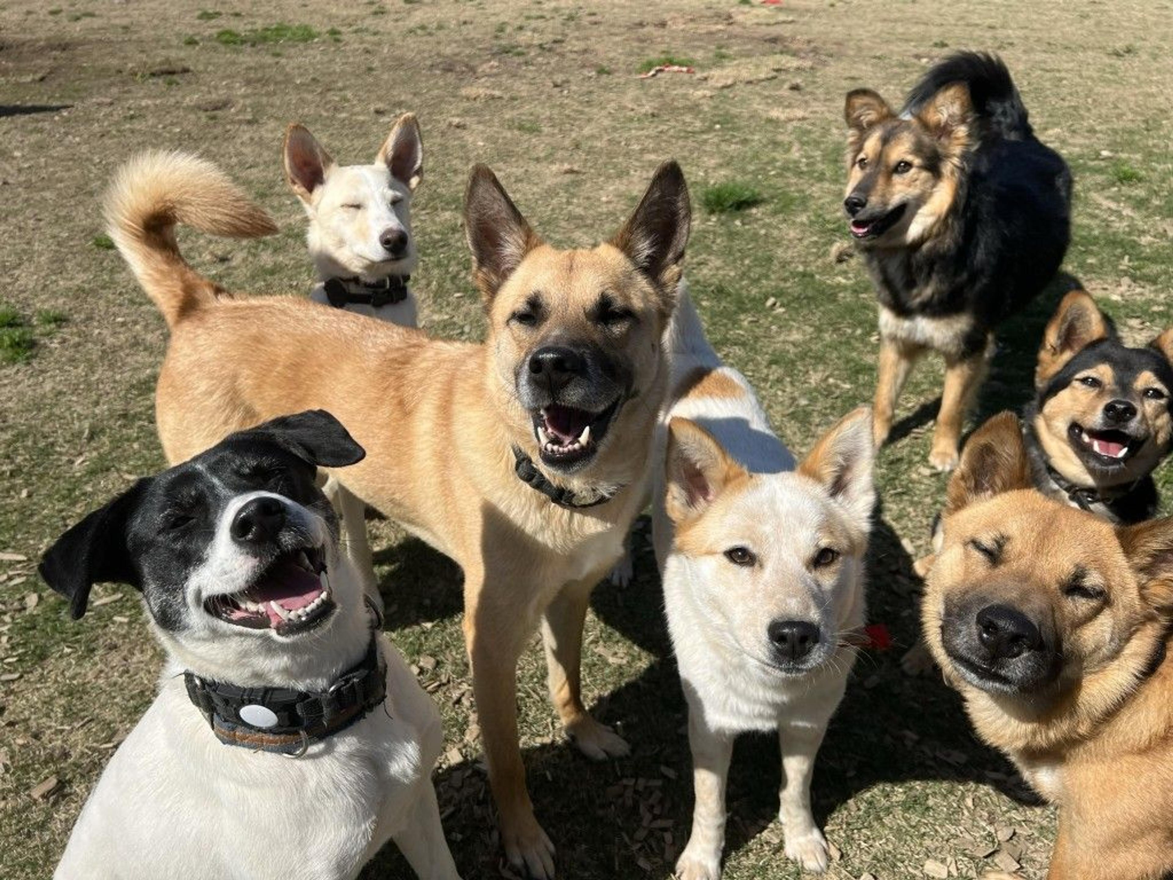 pet-image-6