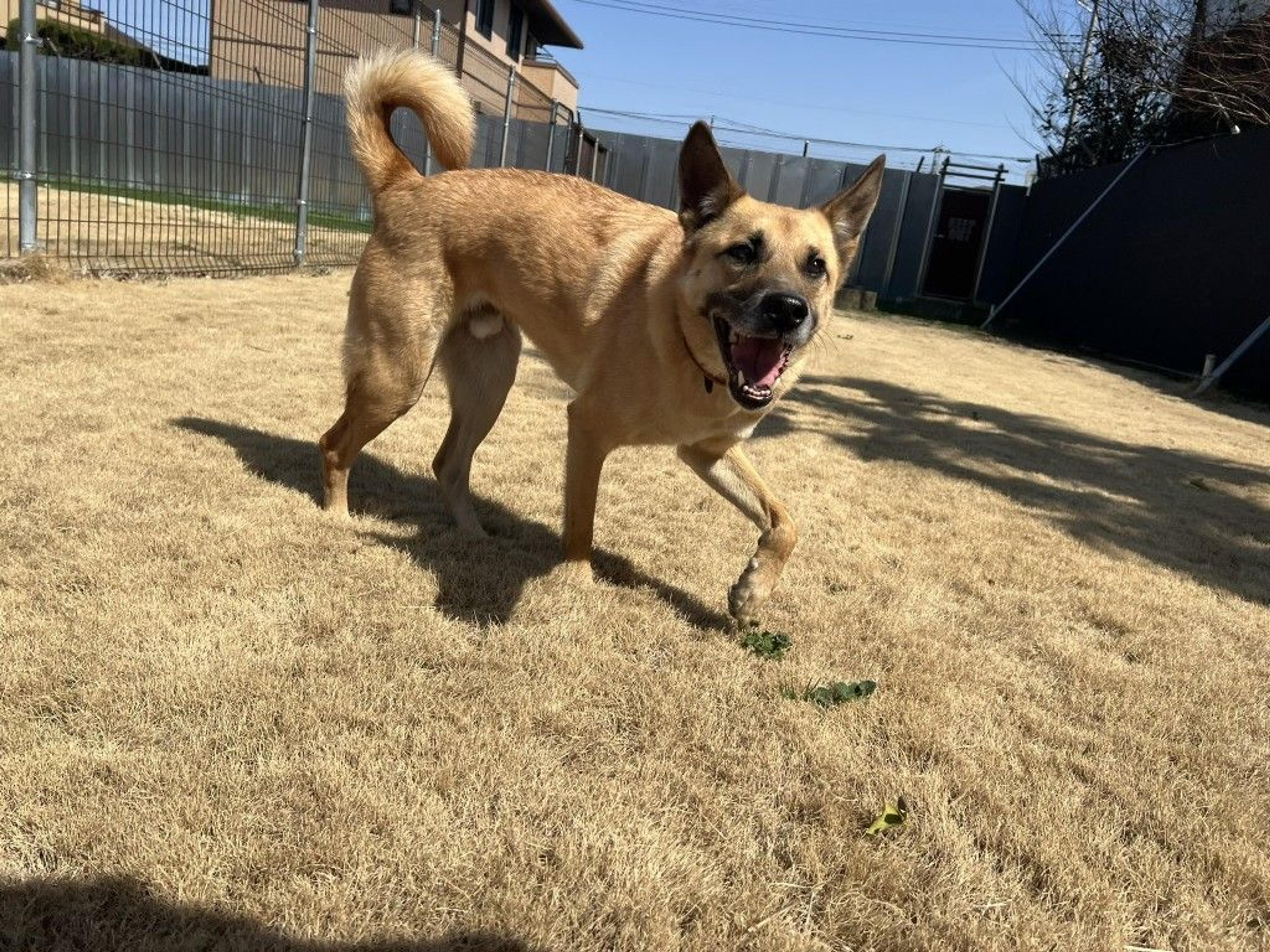 pet-image-9