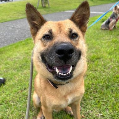雑種（ミックス犬）・オスの里親募集の写真