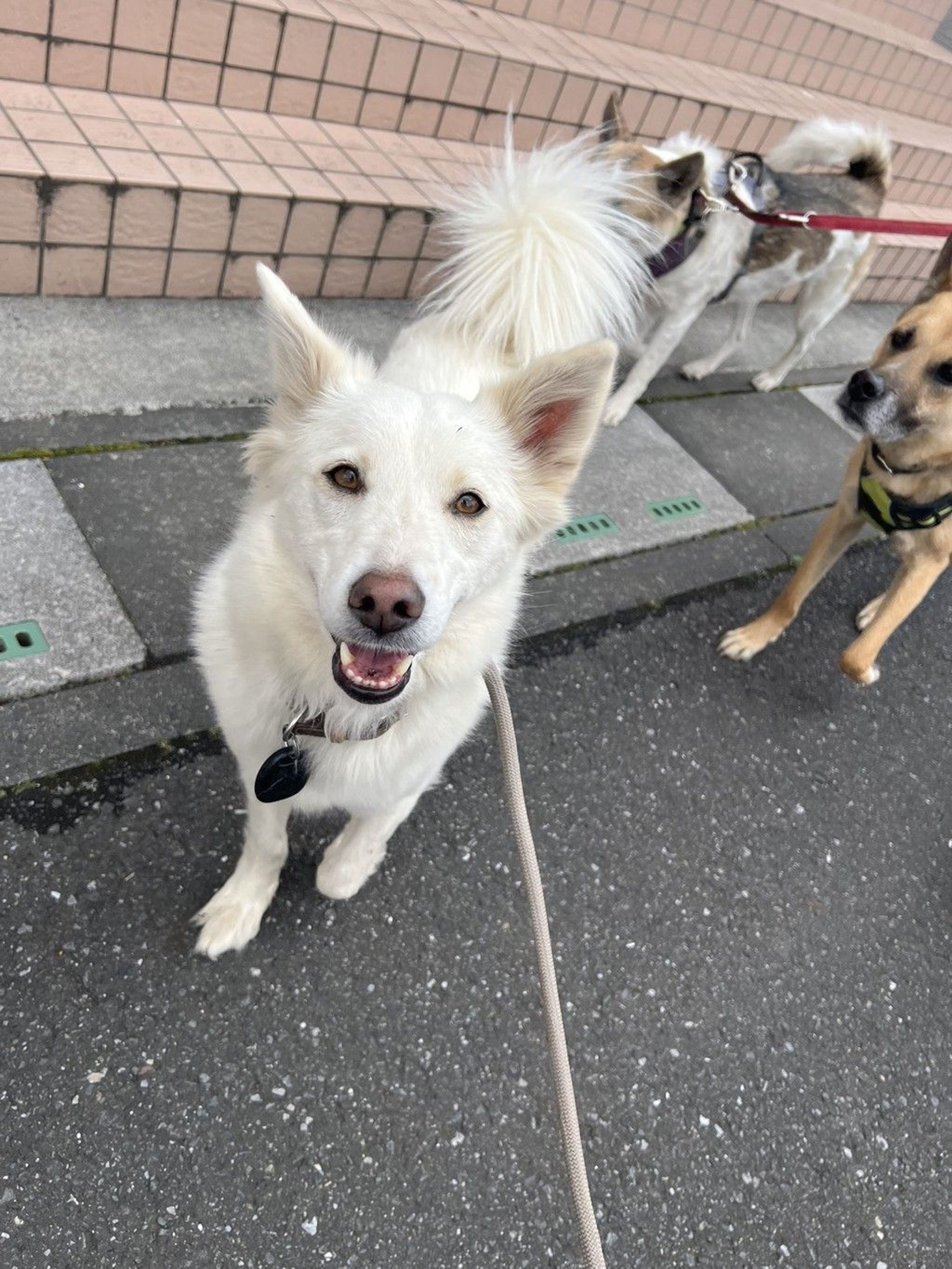 雑種（ミックス犬）・メスの里親募集の写真