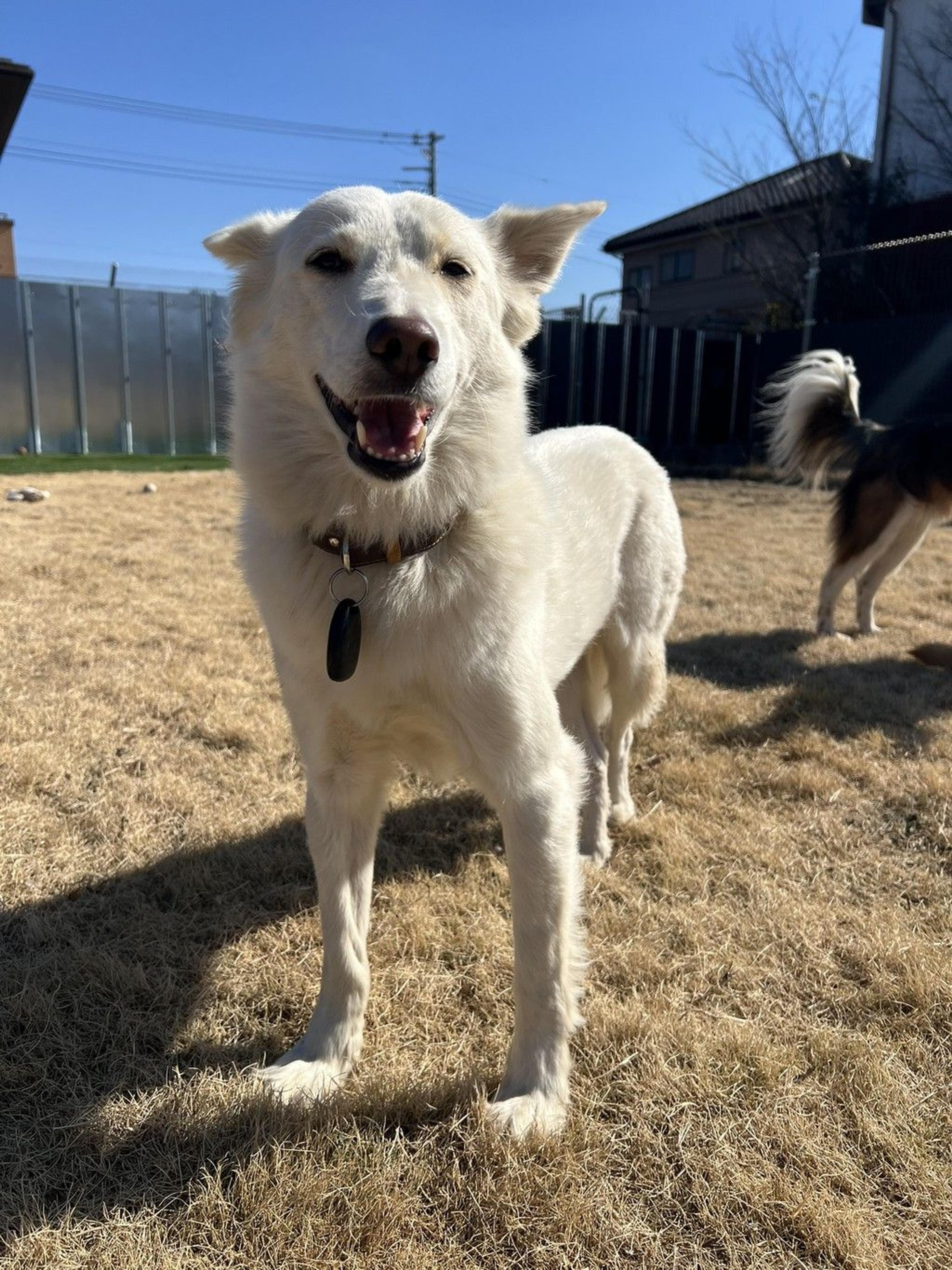 pet-image-2
