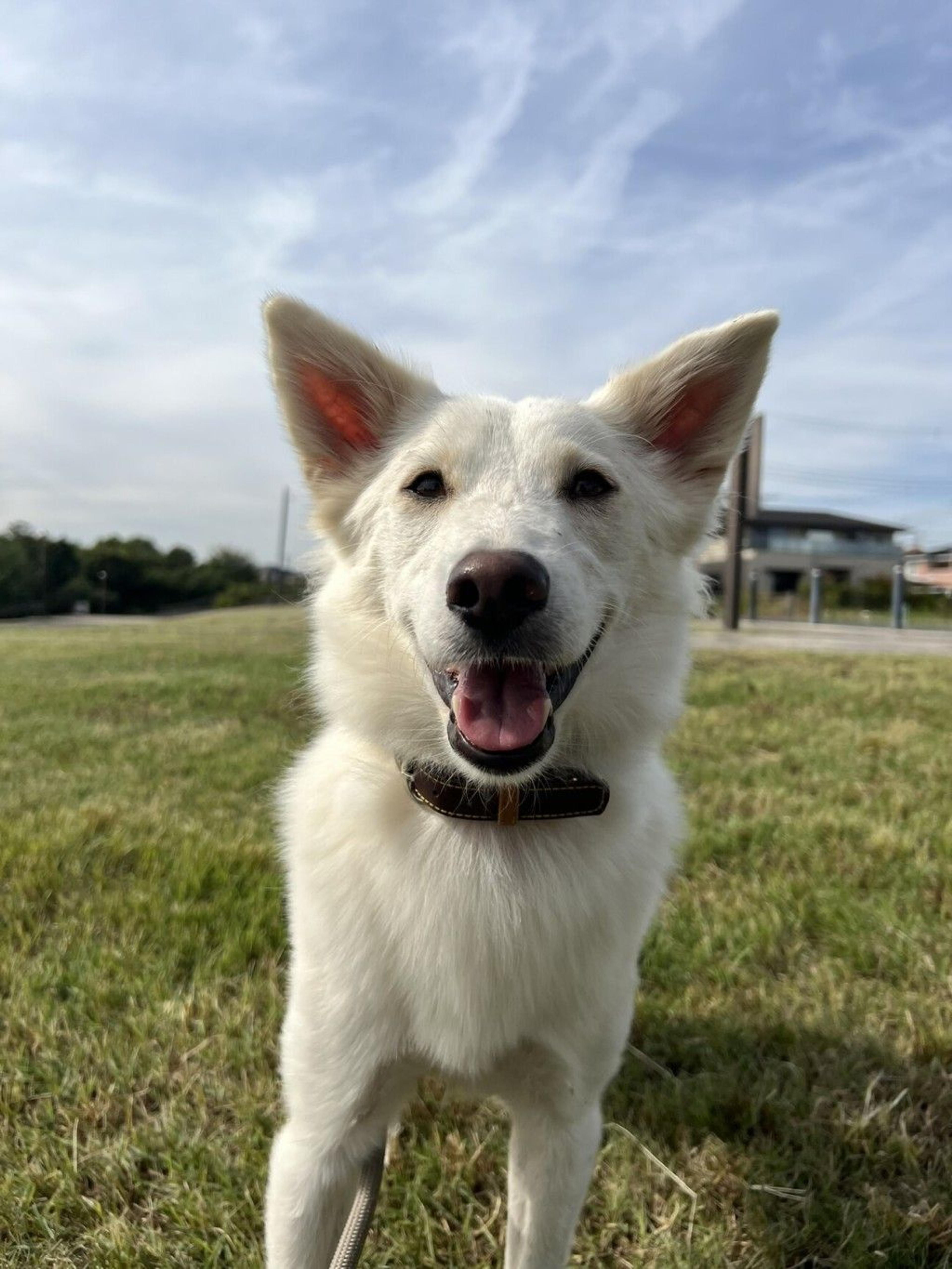 pet-image-3