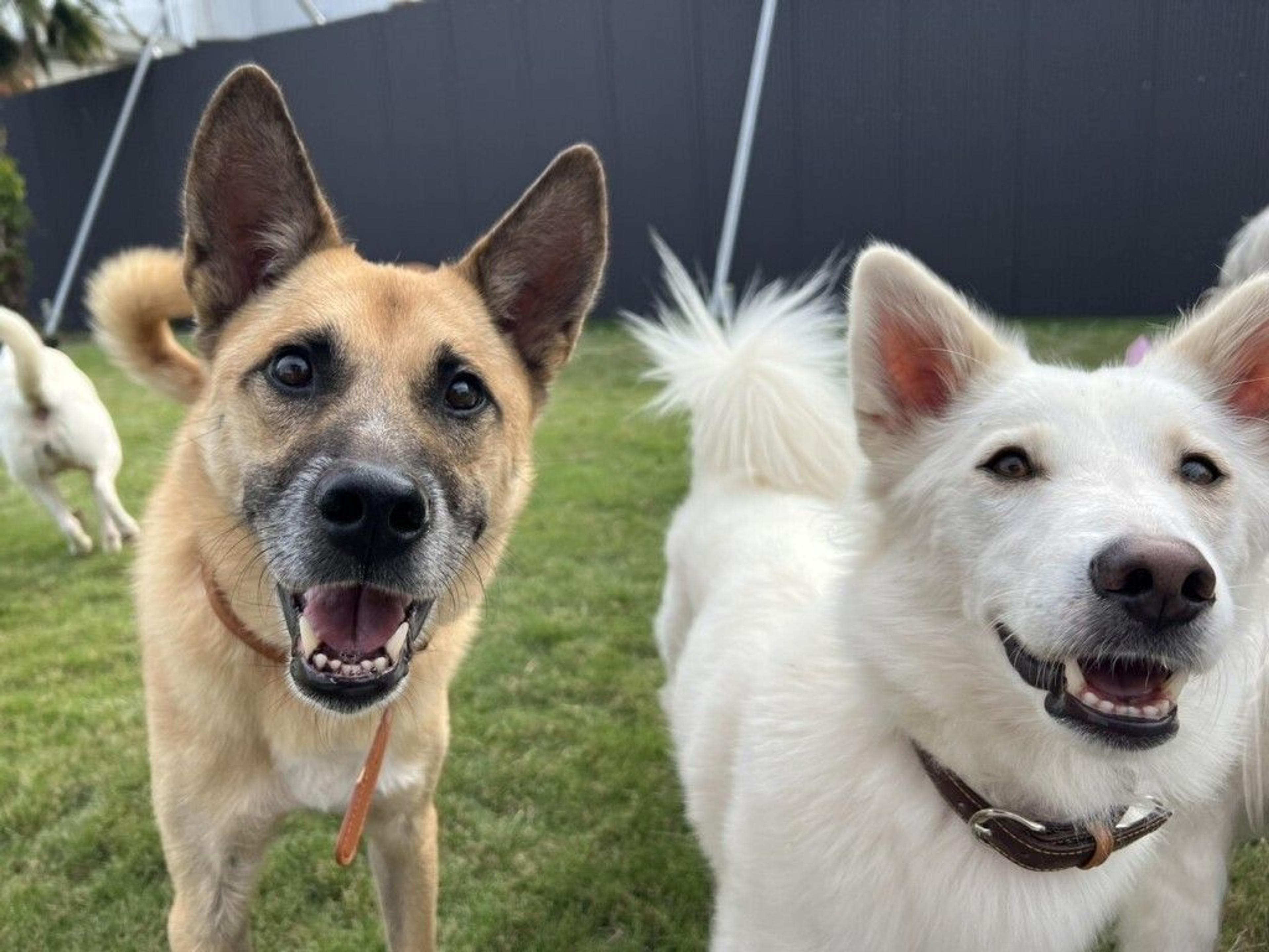 pet-image-4