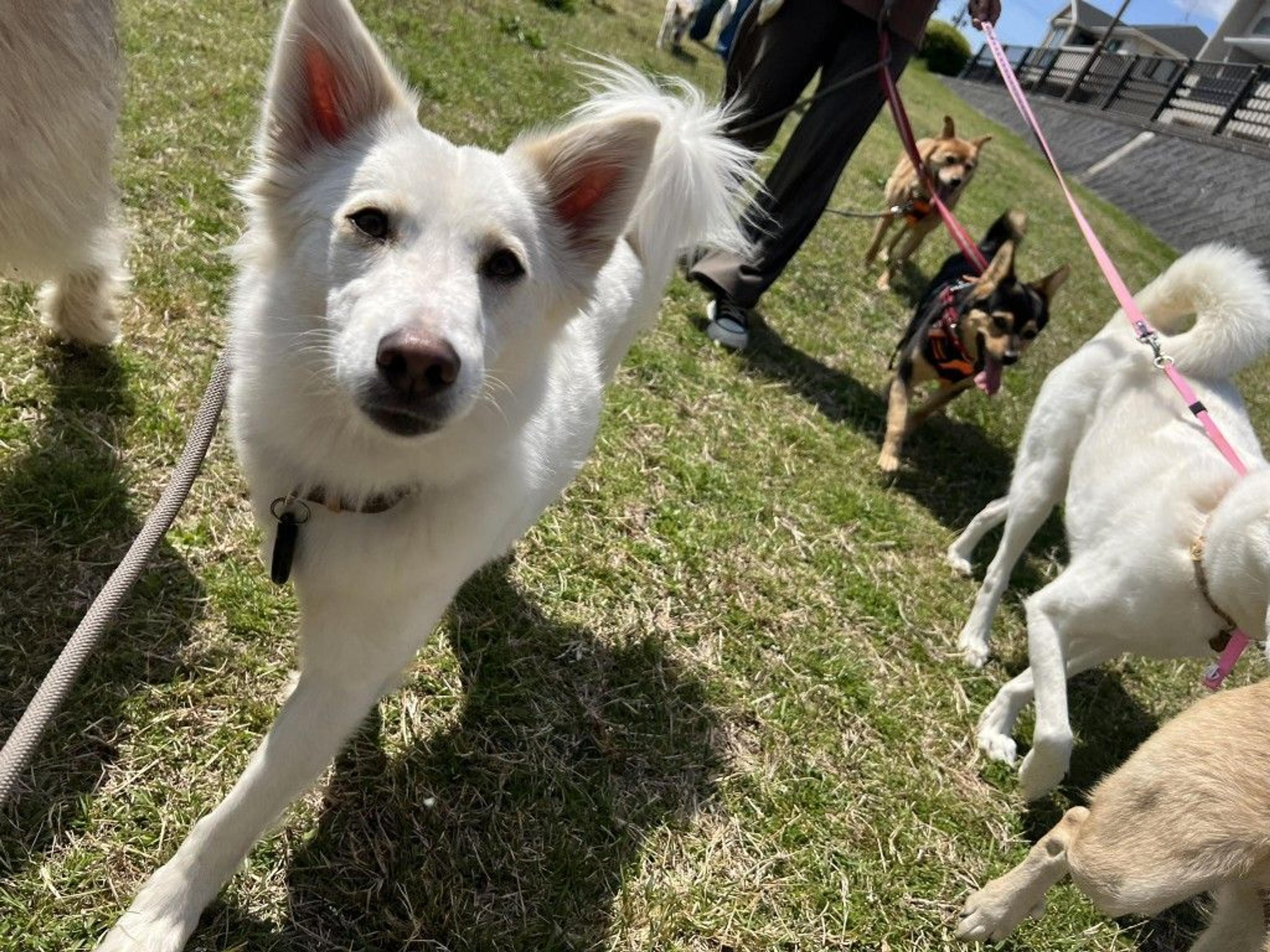 pet-image-5