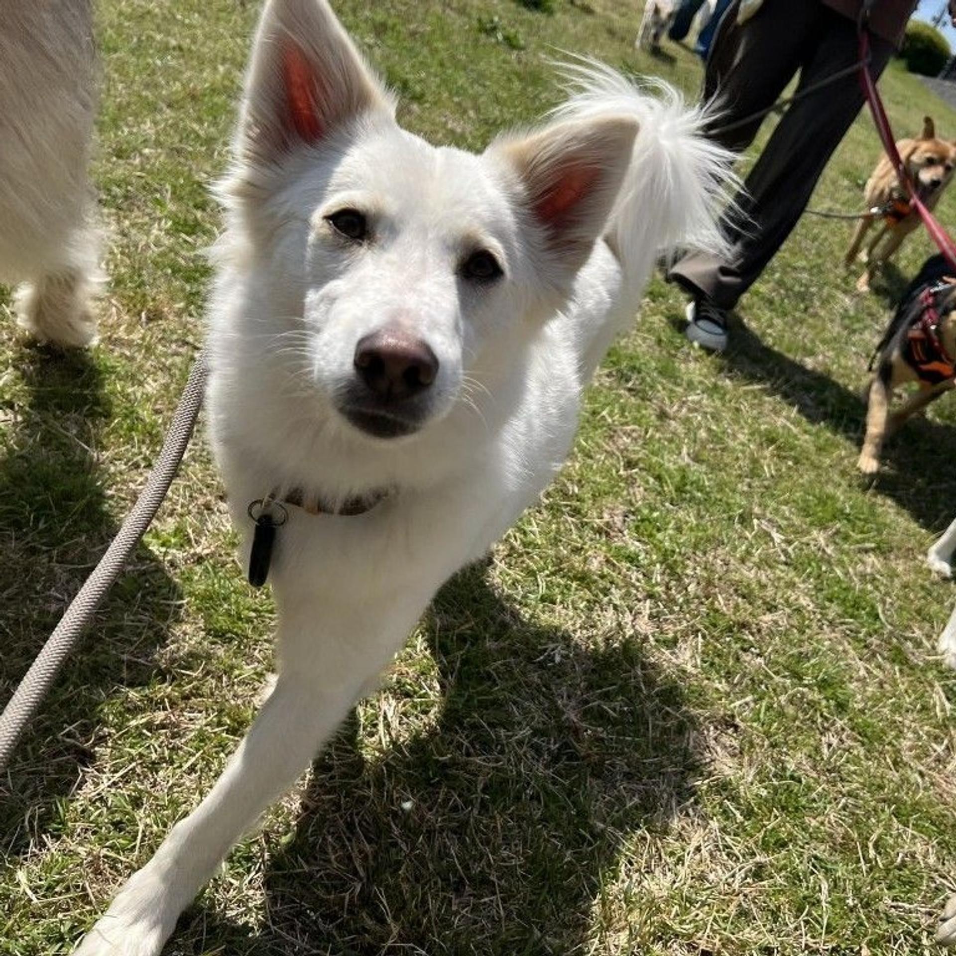 pet-image-5