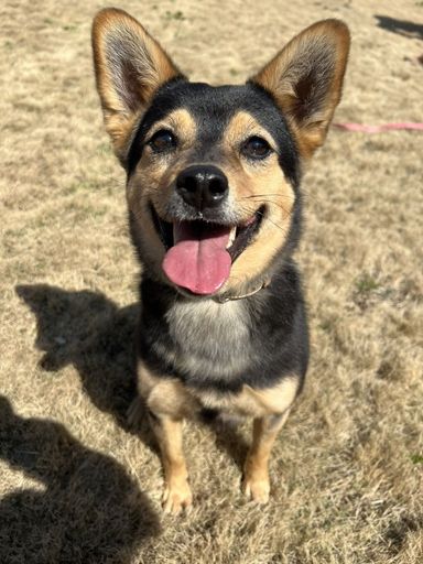 雑種（ミックス犬）・メスの里親募集の写真
