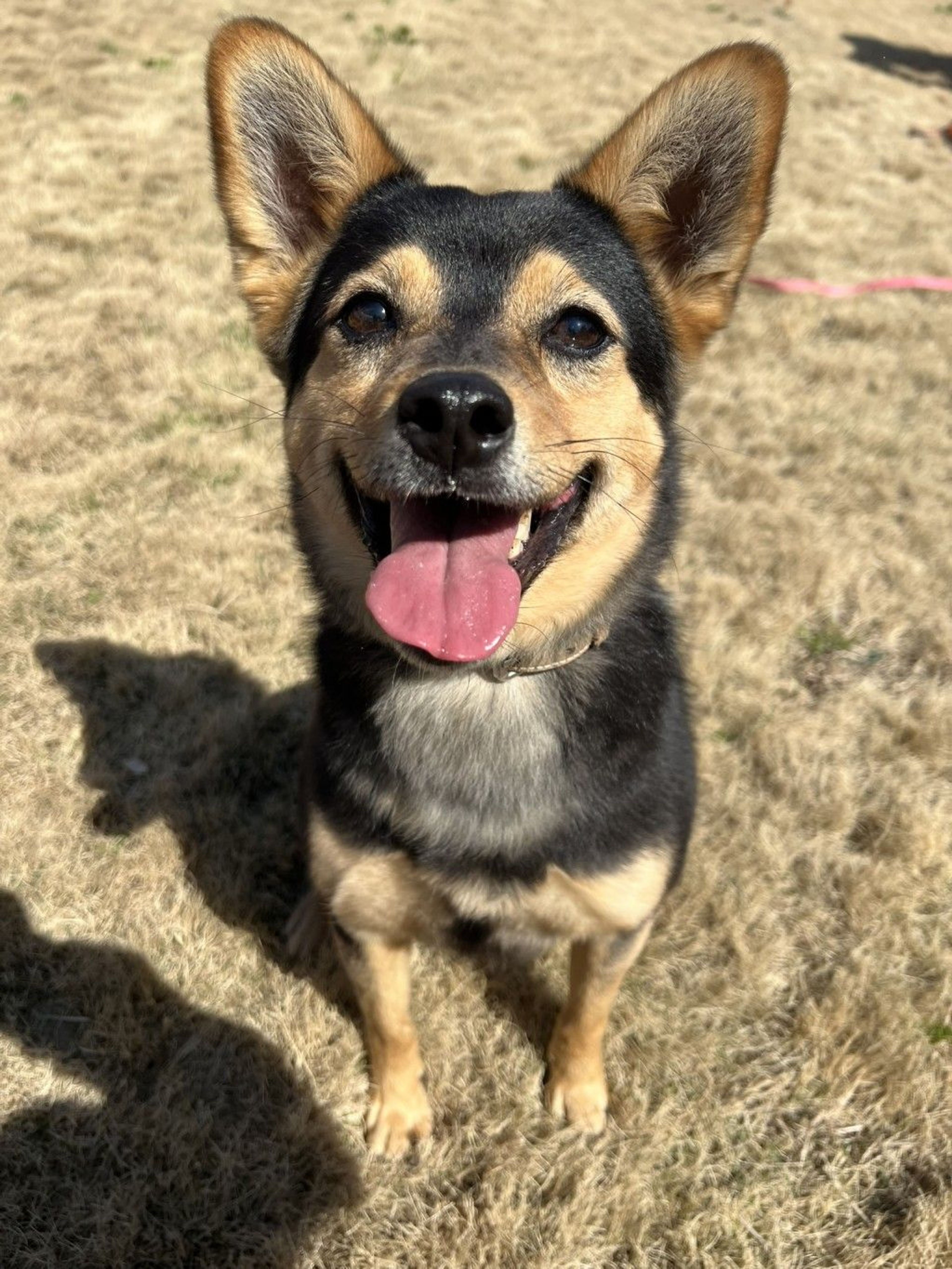 雑種（ミックス犬）・メスの里親募集の写真