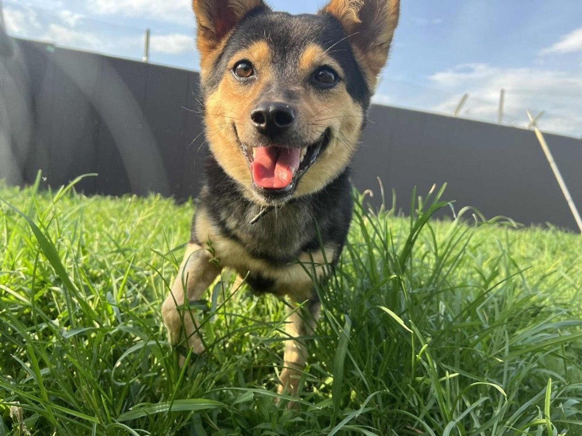 pet-image-4