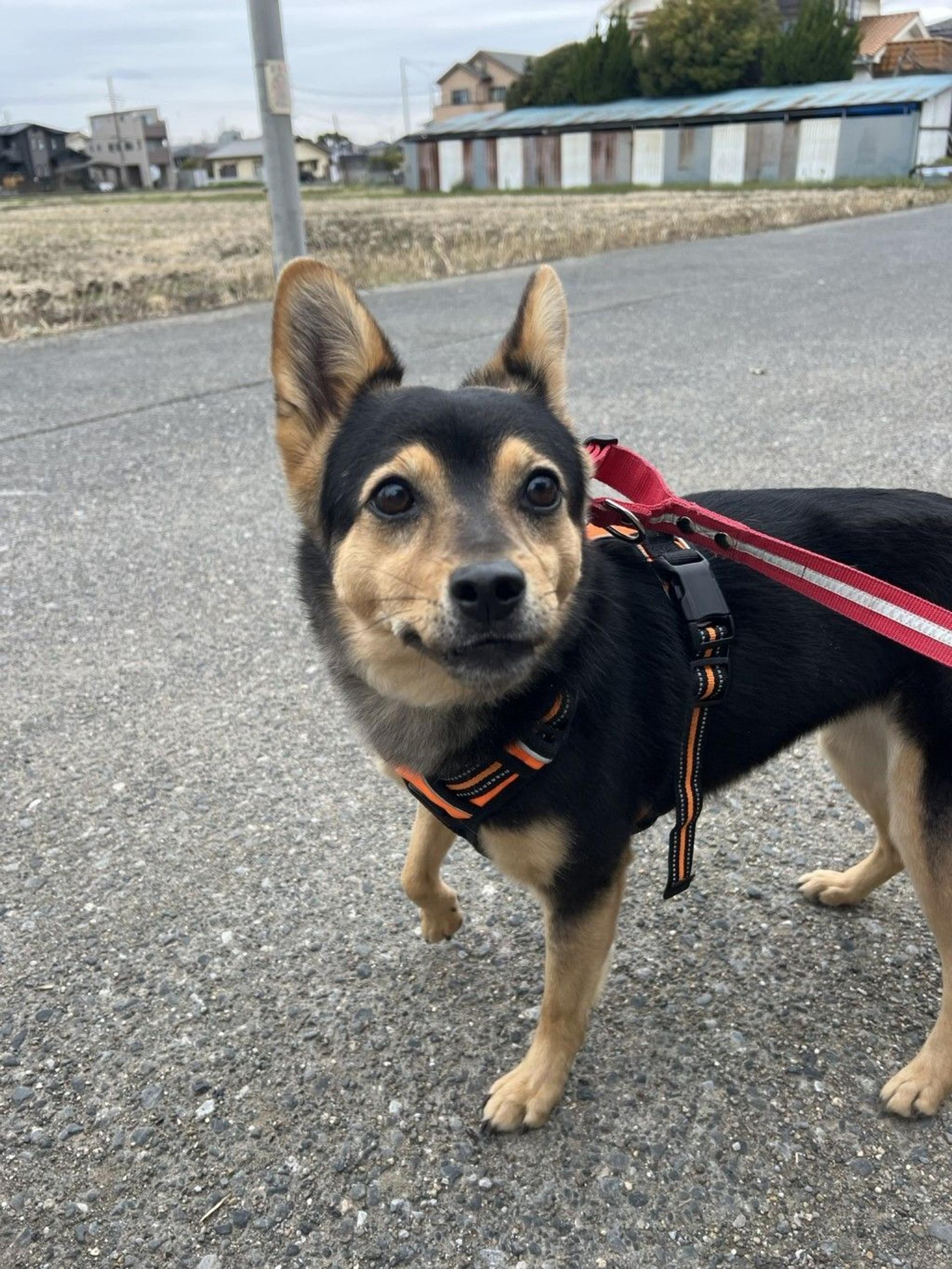 pet-image-5