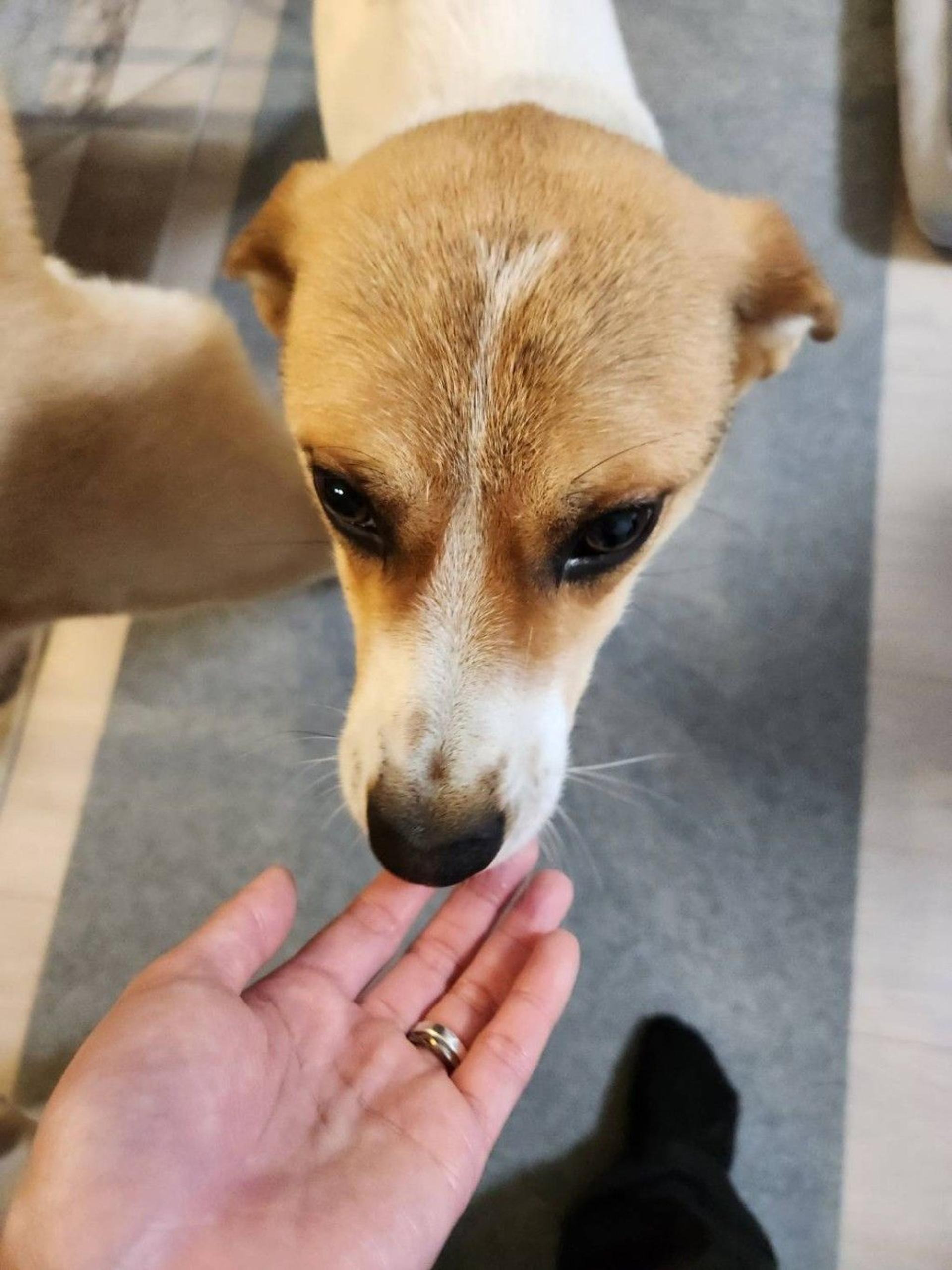 pet-image-4